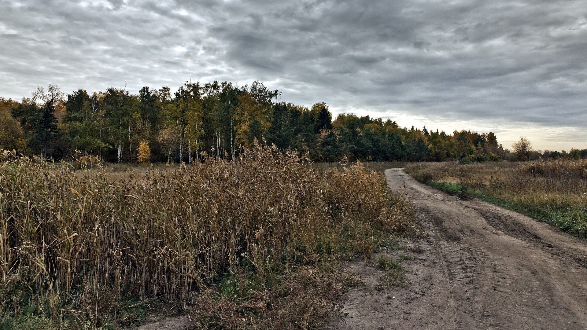 Dirt road through a field with trees under a cloudy sky HD Wallpaper