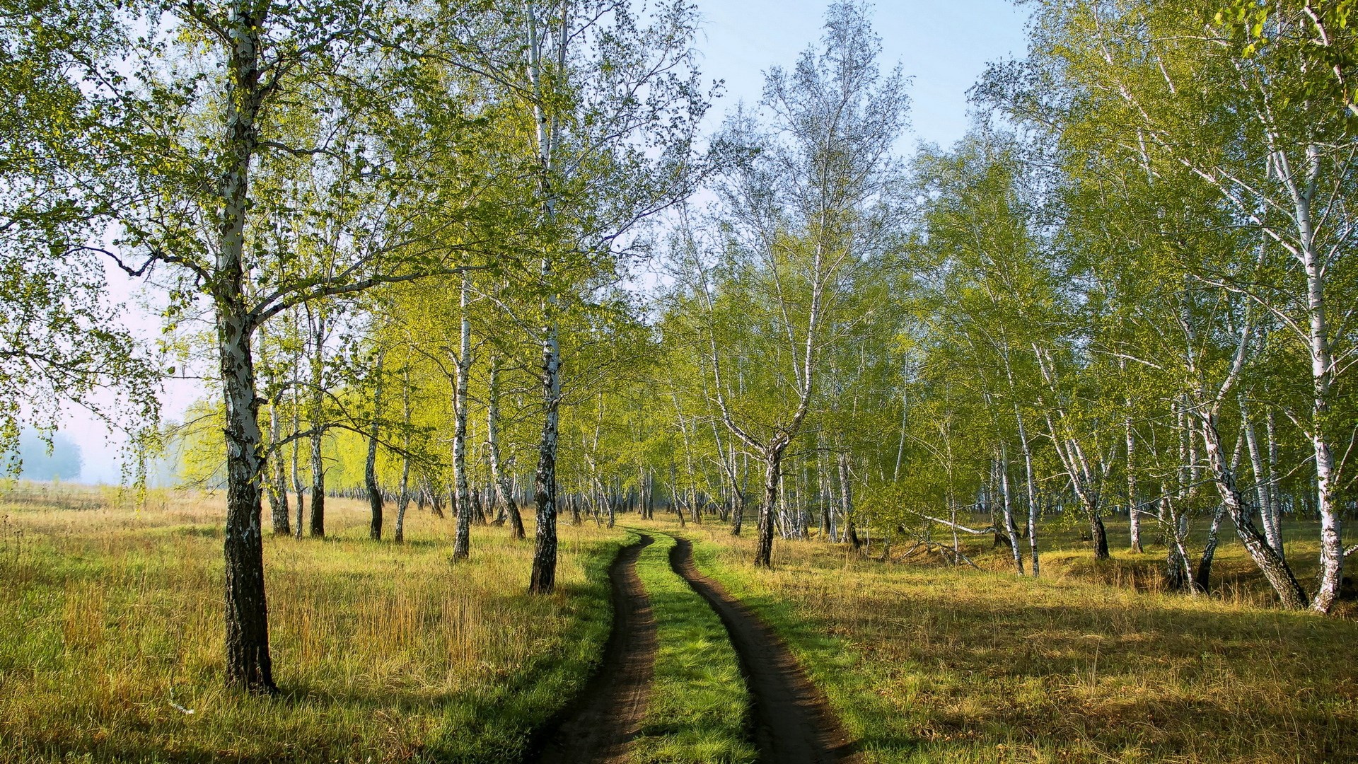 Dirt road through a birch forest in sunlight HD Wallpaper