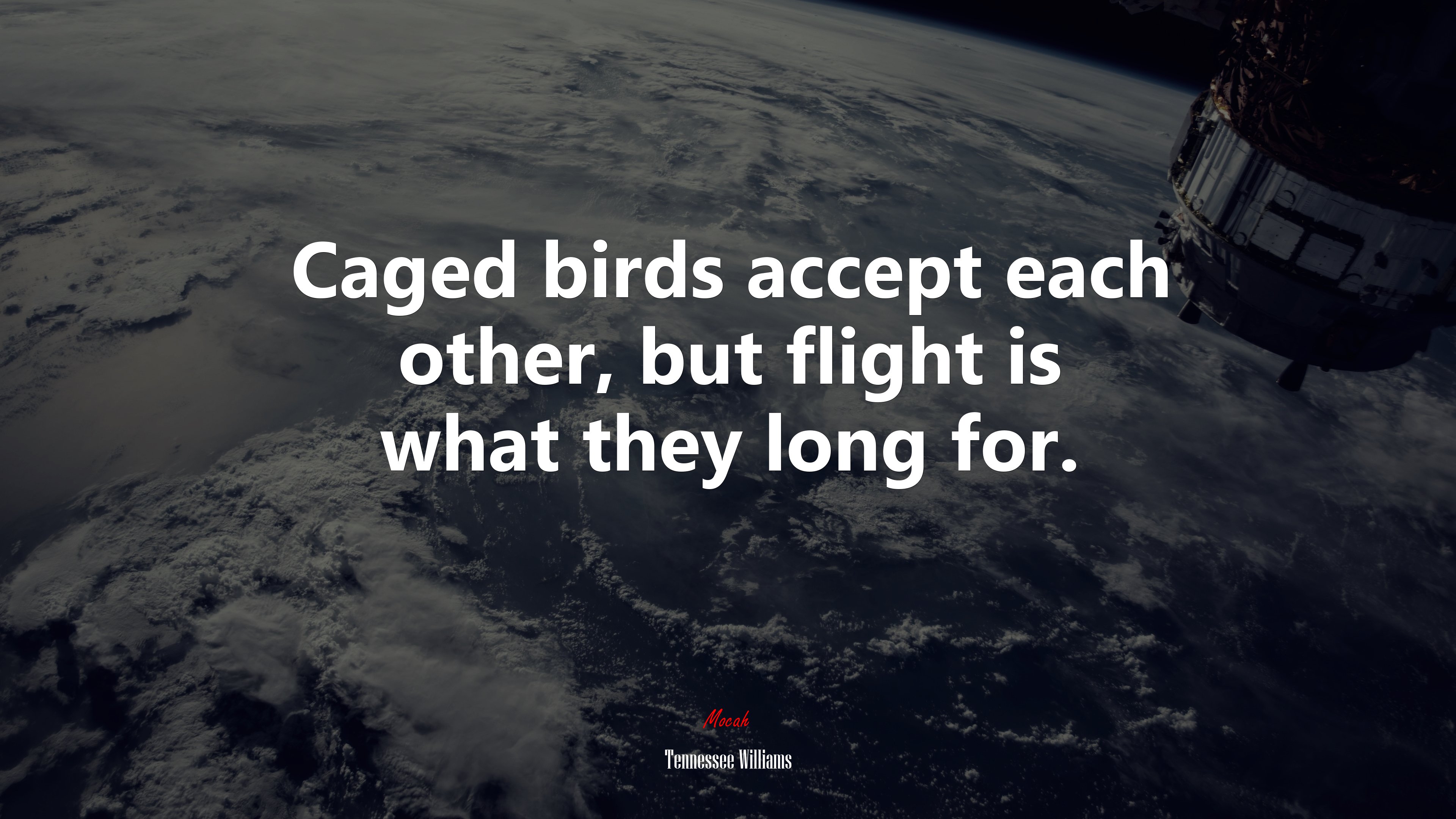 Caged birds accept each other, but flight is what they long for. | Tennessee Williams quote HD Wallpaper