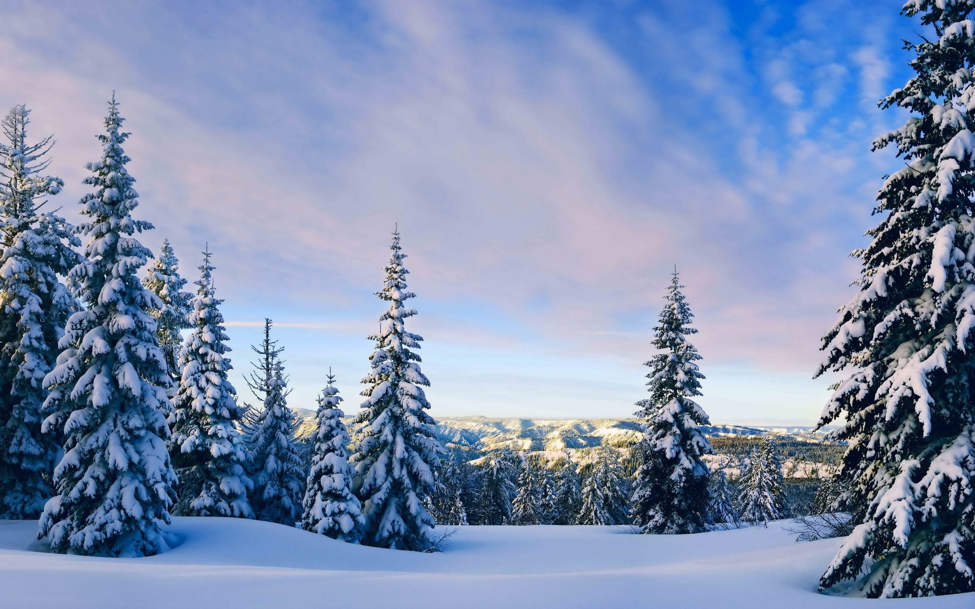 Snow-covered evergreen trees on a hill HD Wallpaper