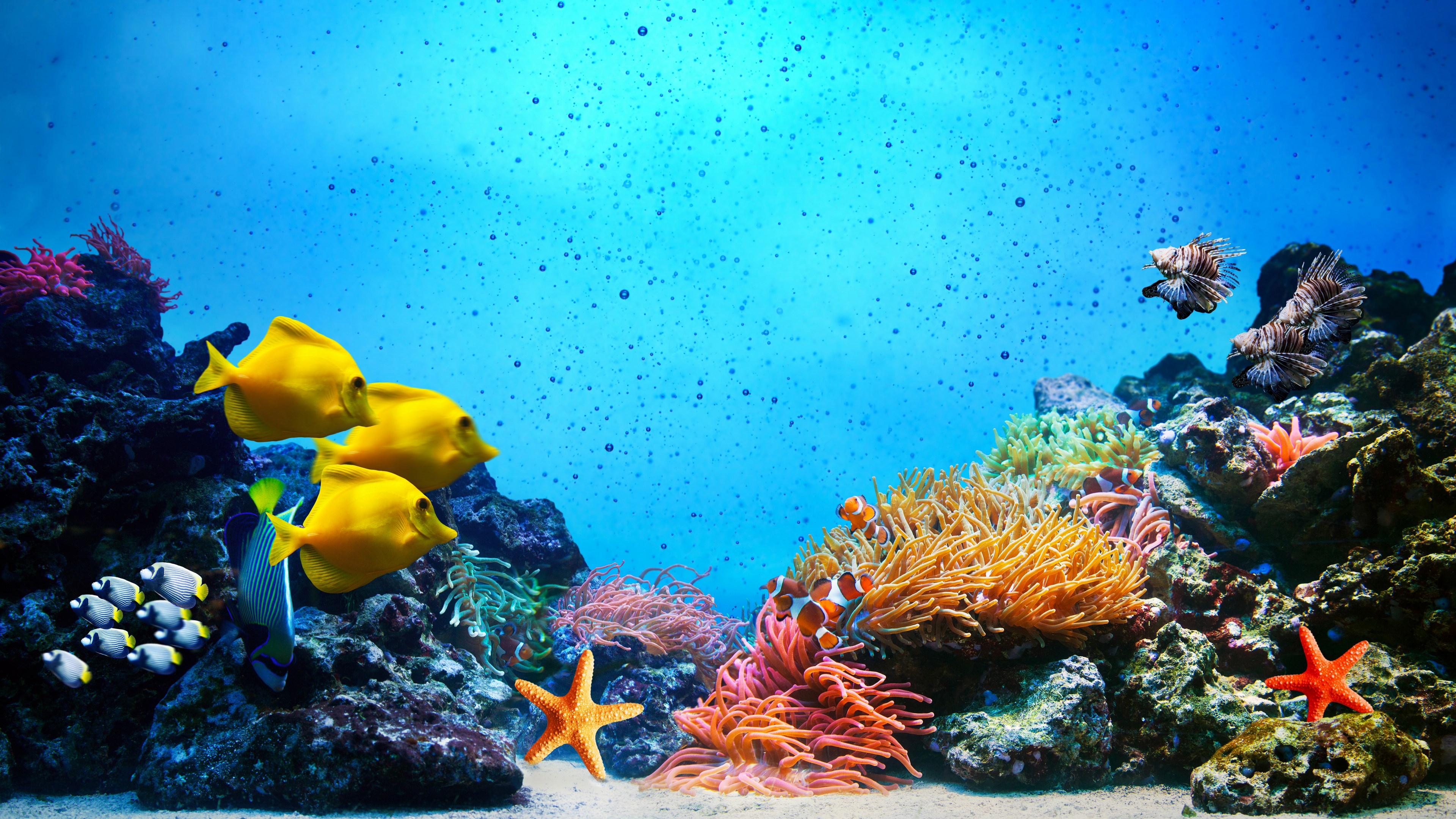 Underwater coral reef with various fish and sea creatures HD Wallpaper