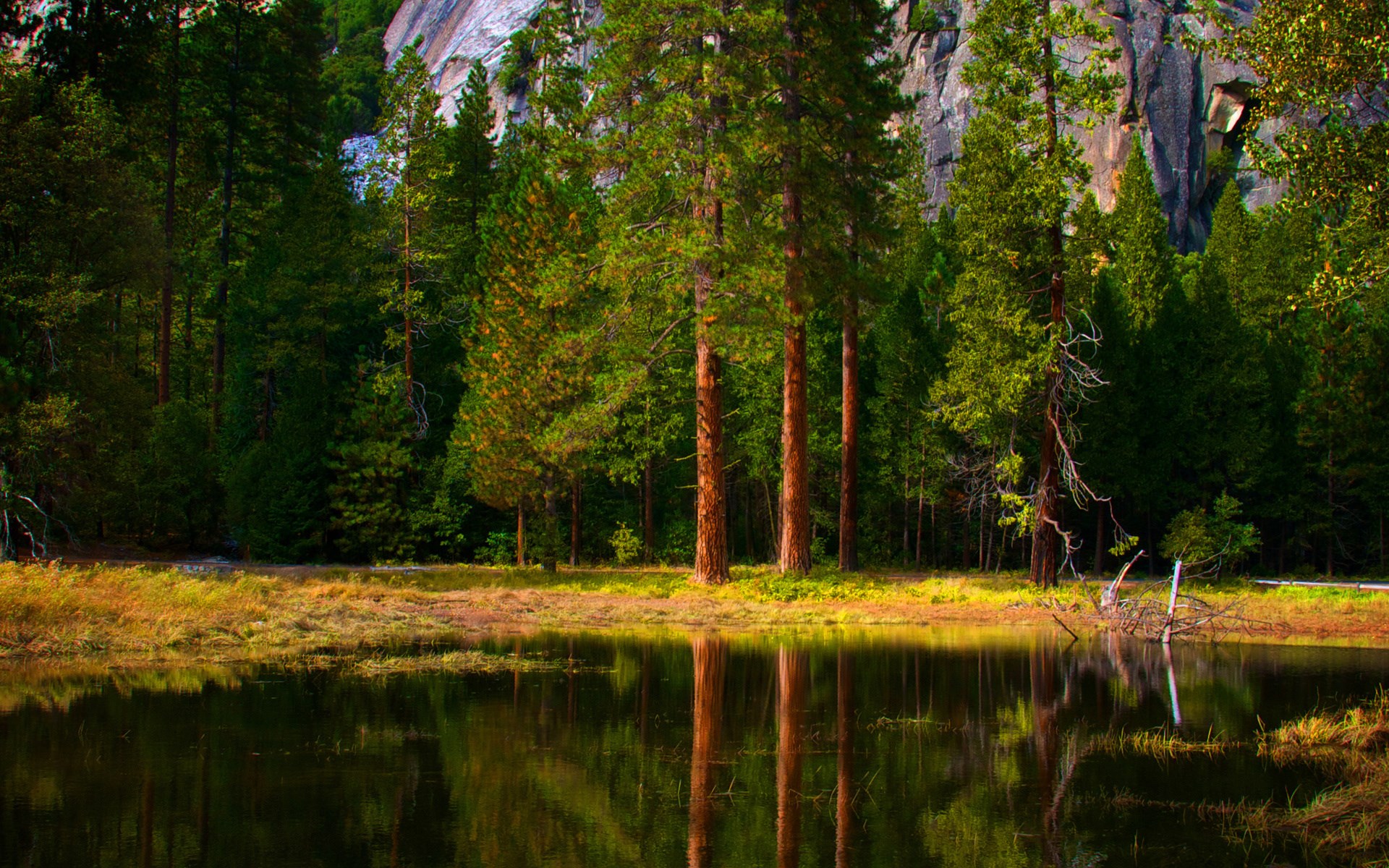 Forest reflecting in a calm lake HD Wallpaper