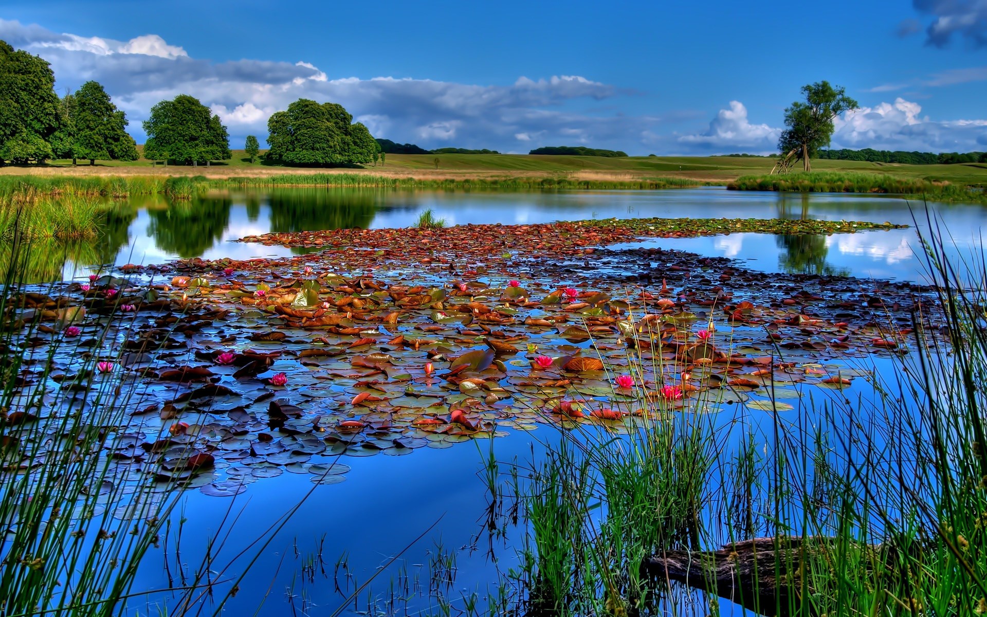 Pond with lily pads and flowers HD Wallpaper
