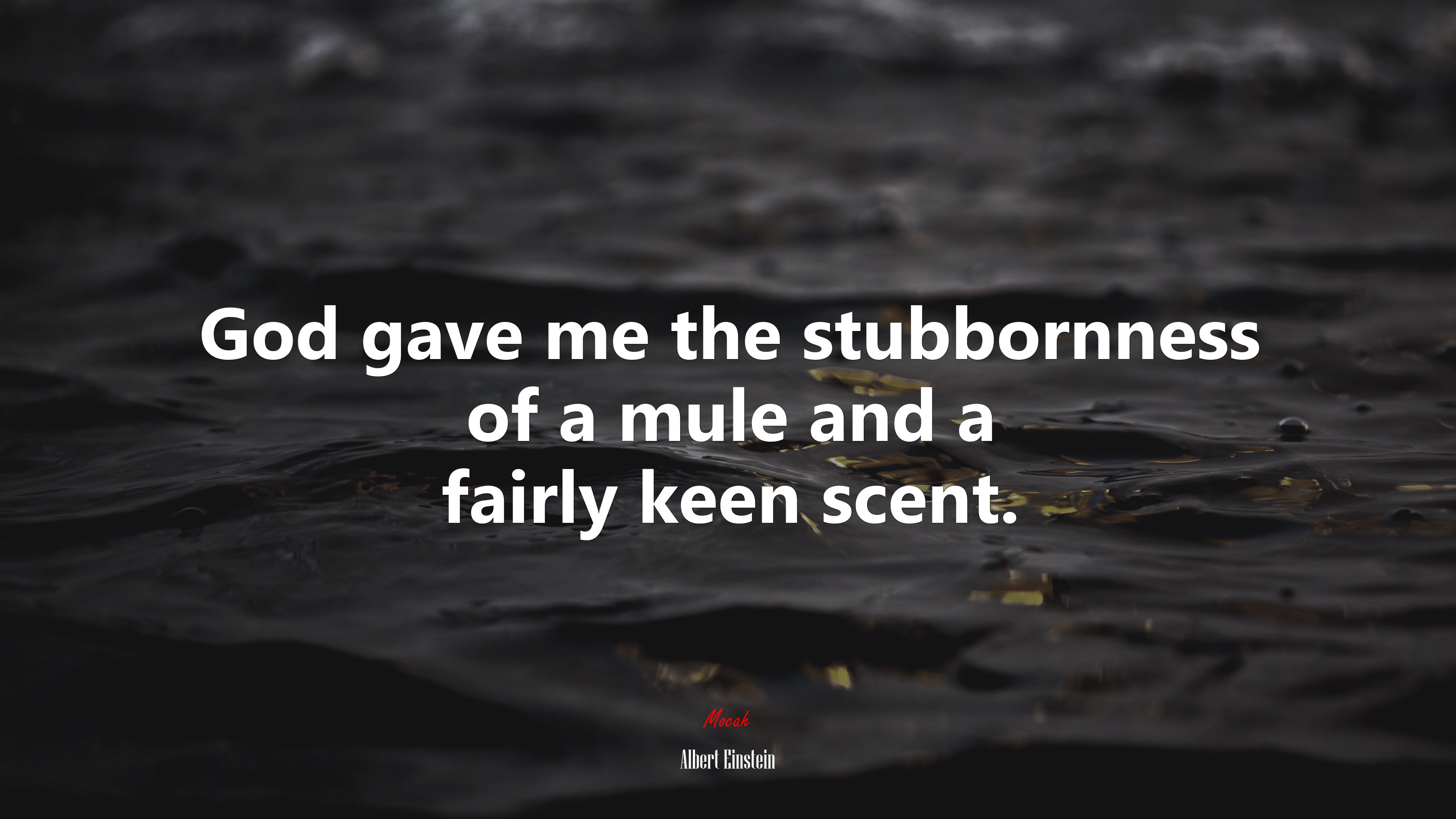 God gave me the stubbornness of a mule and a fairly keen scent. | Albert Einstein quote HD Wallpaper