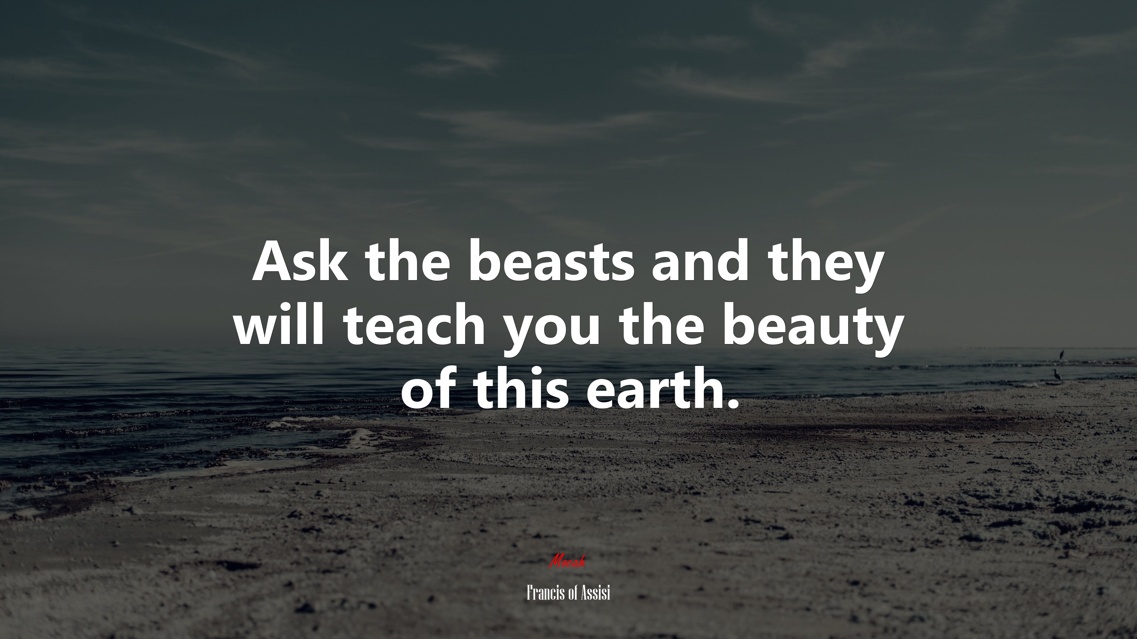 Ask the beasts and they will teach you the beauty of this earth. | Francis of Assisi quote HD Wallpaper