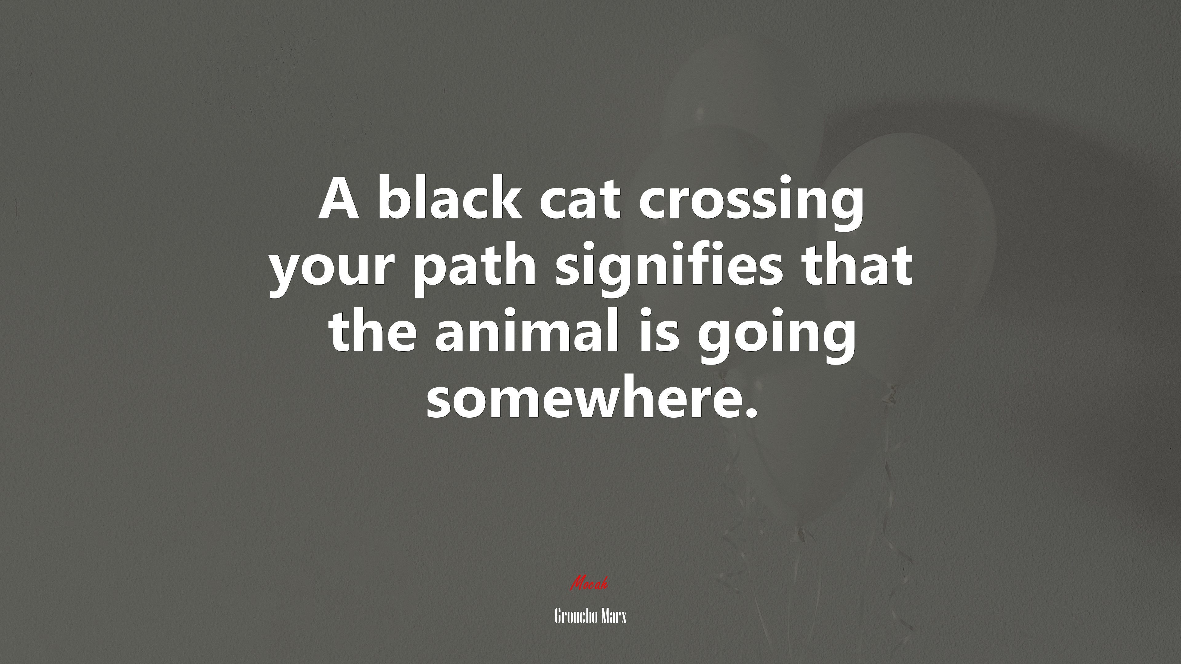 A black cat crossing your path signifies that the animal is going somewhere. | Groucho Marx quote HD Wallpaper