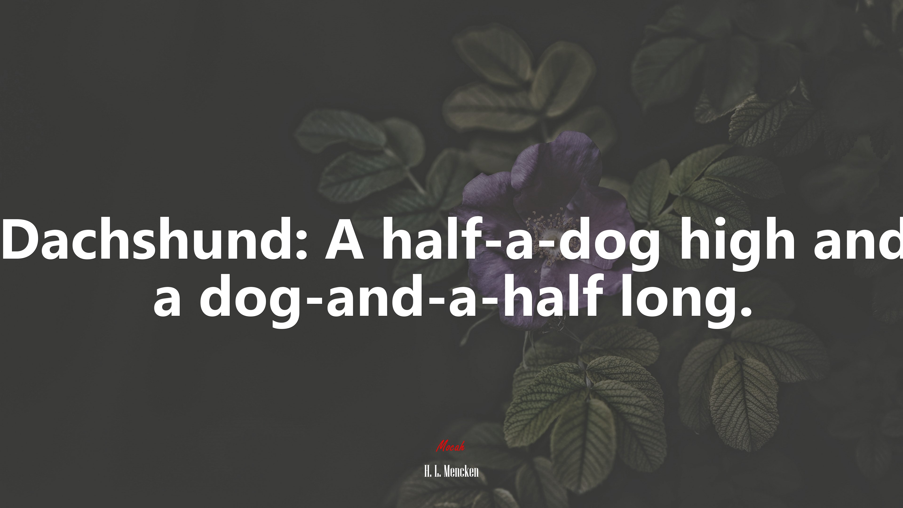 Dachshund: A half-a-dog high and a dog-and-a-half long. | H. L. Mencken quote HD Wallpaper