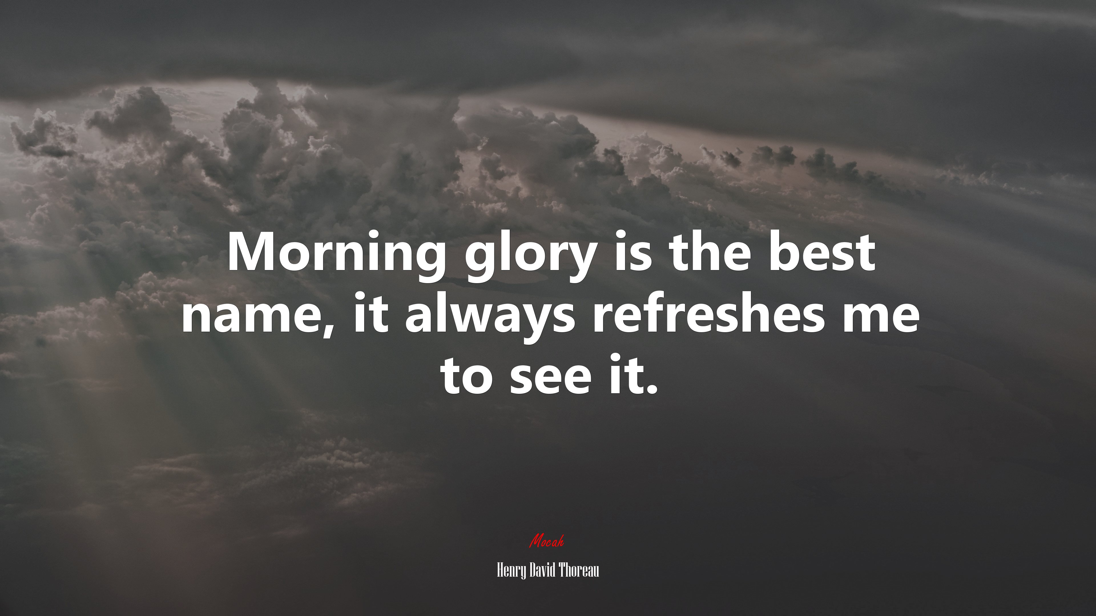 Morning glory is the best name, it always refreshes me to see it. | Henry David Thoreau quote HD Wallpaper
