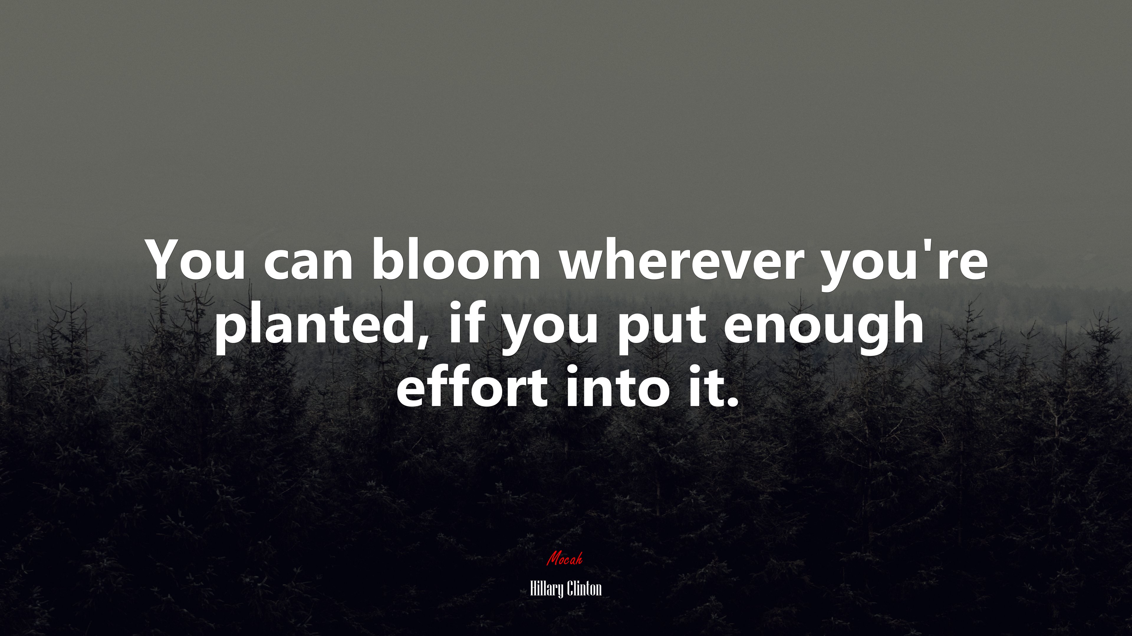 You can bloom wherever you’re planted, if you put enough effort into it. | Hillary Clinton quote HD Wallpaper