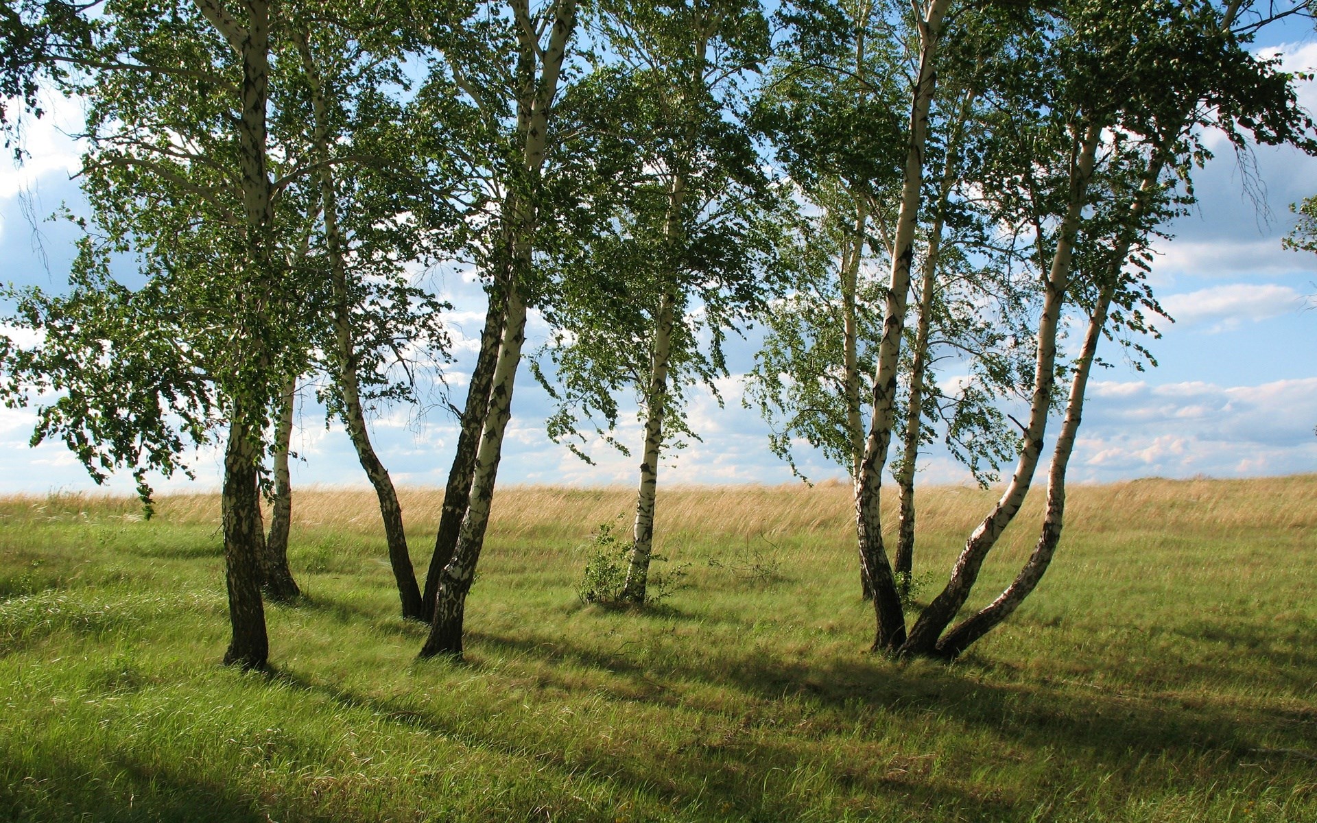 Birch trees in a grassy field with a cloudy sky HD Wallpaper