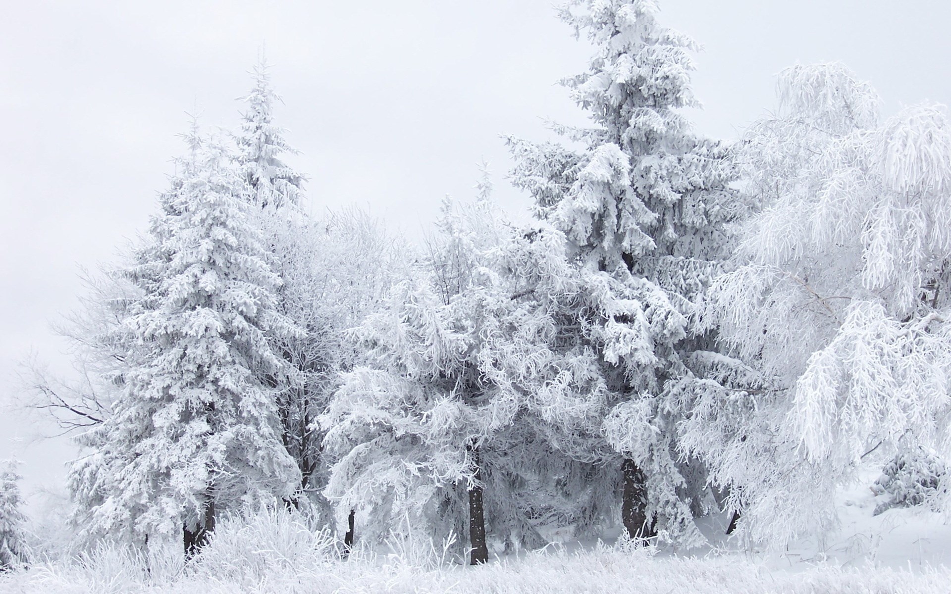 Snow-covered trees in a winter forest HD Wallpaper
