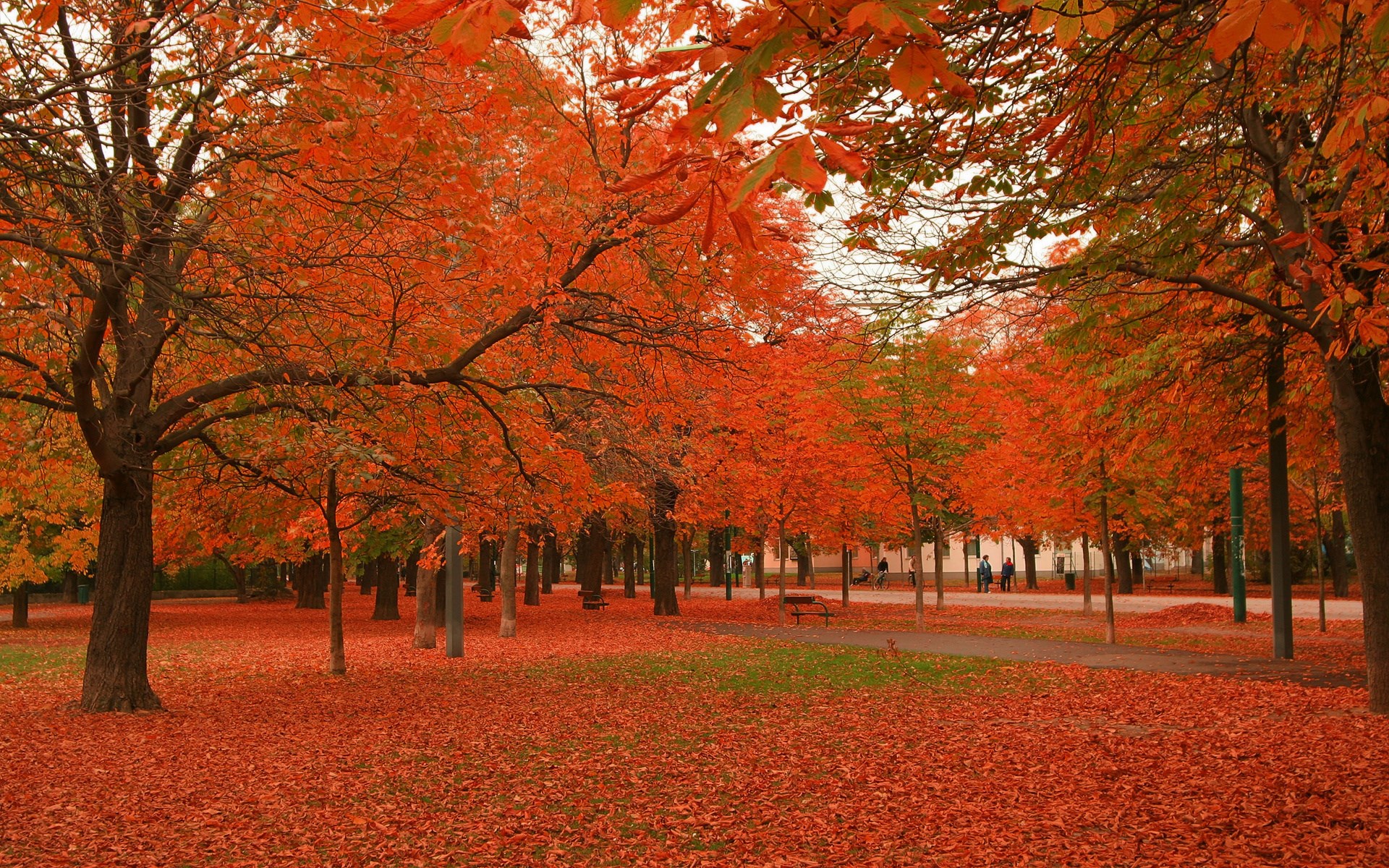 Autumn park with trees covered in orange leaves HD Wallpaper