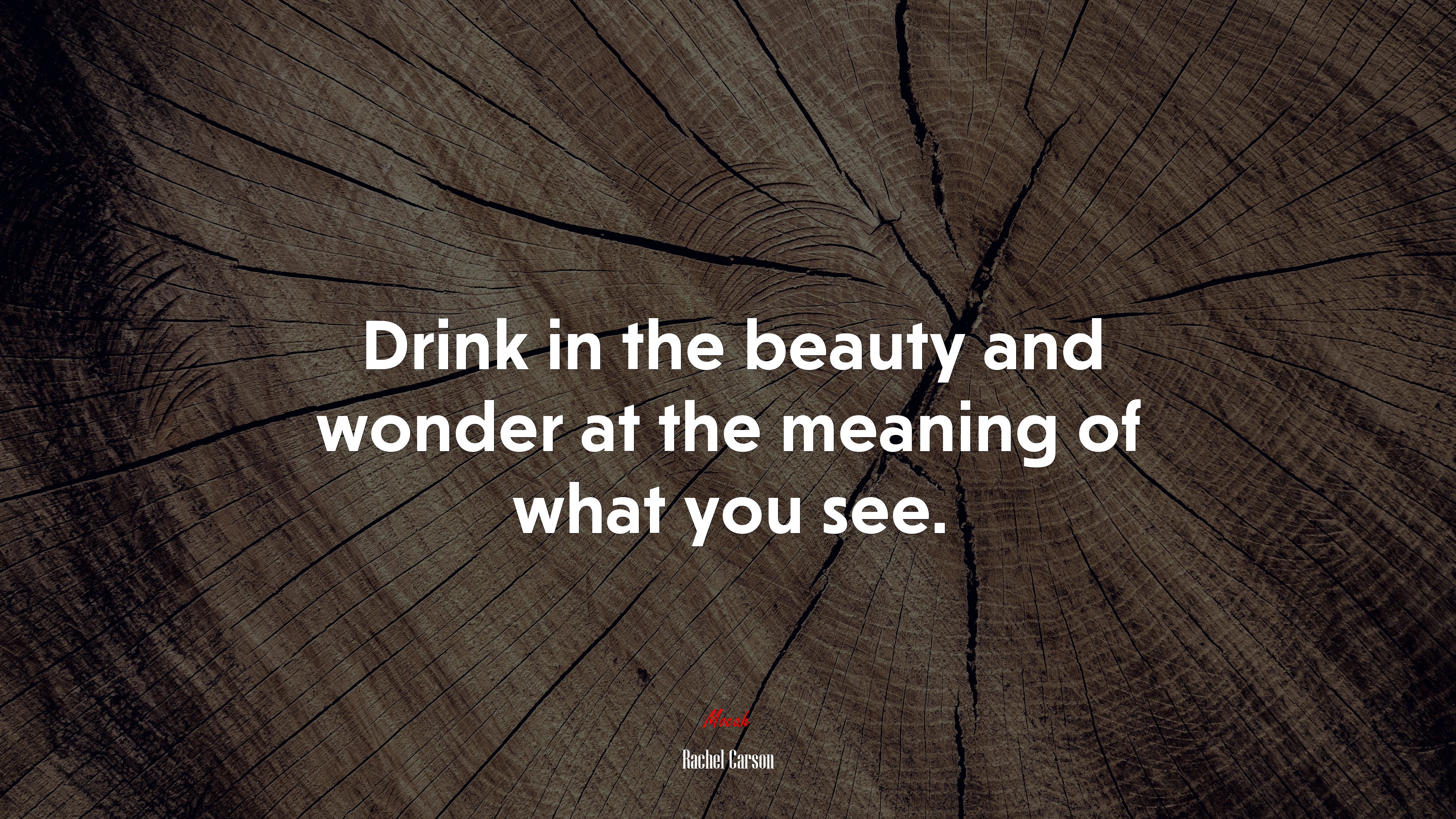 Drink in the beauty and wonder at the meaning of what you see. | Rachel Carson quote HD Wallpaper
