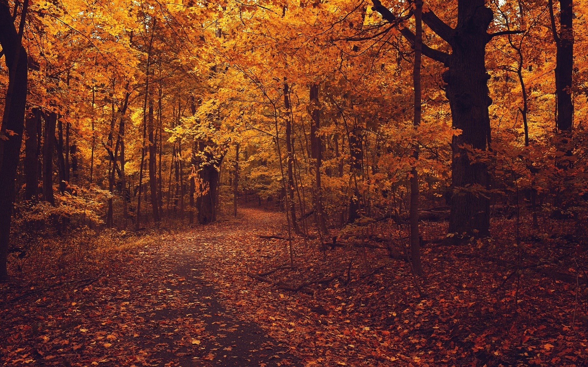 Autumn forest path with fallen leaves HD Wallpaper
