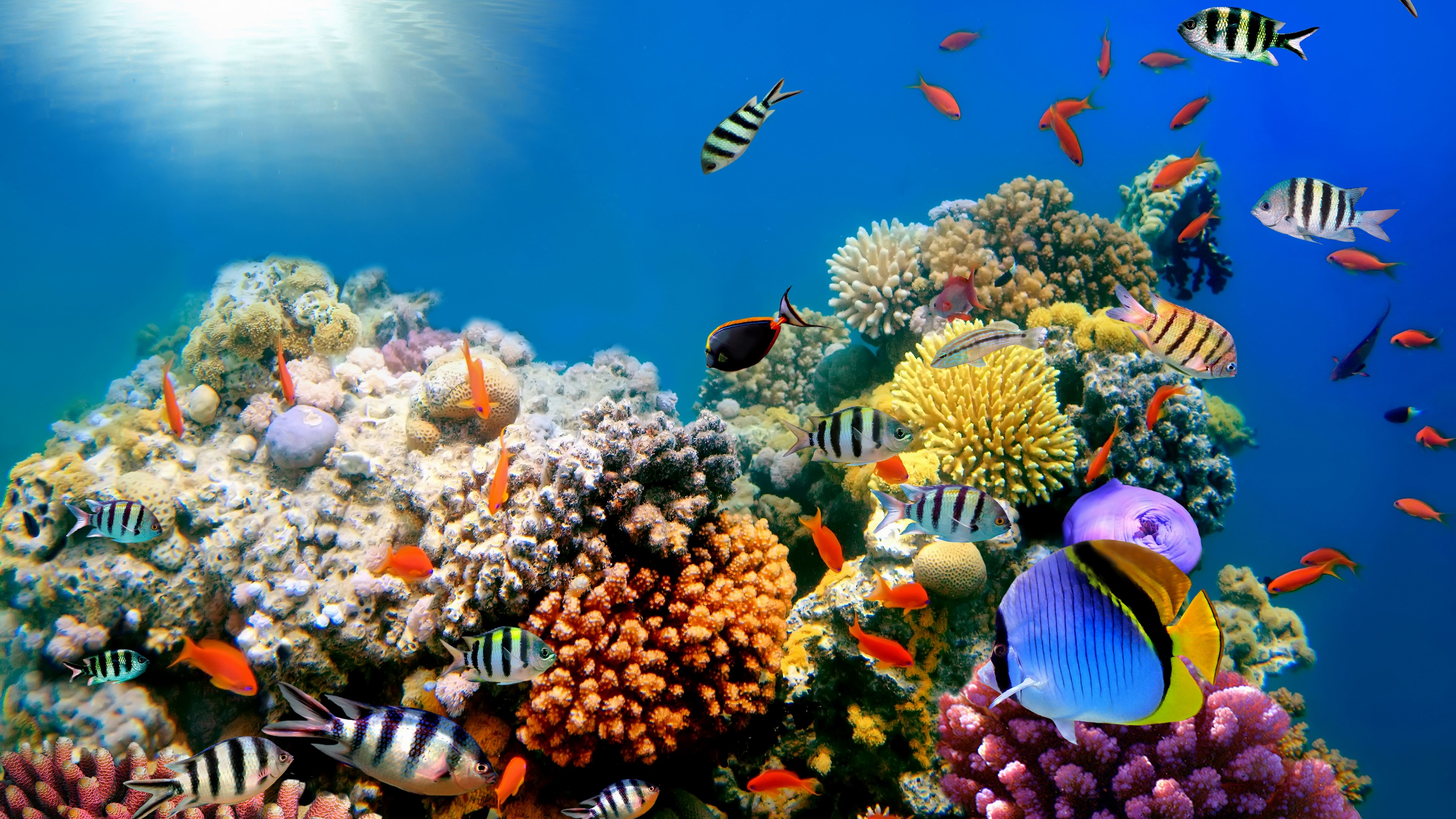 Underwater coral reef with various fish HD Wallpaper