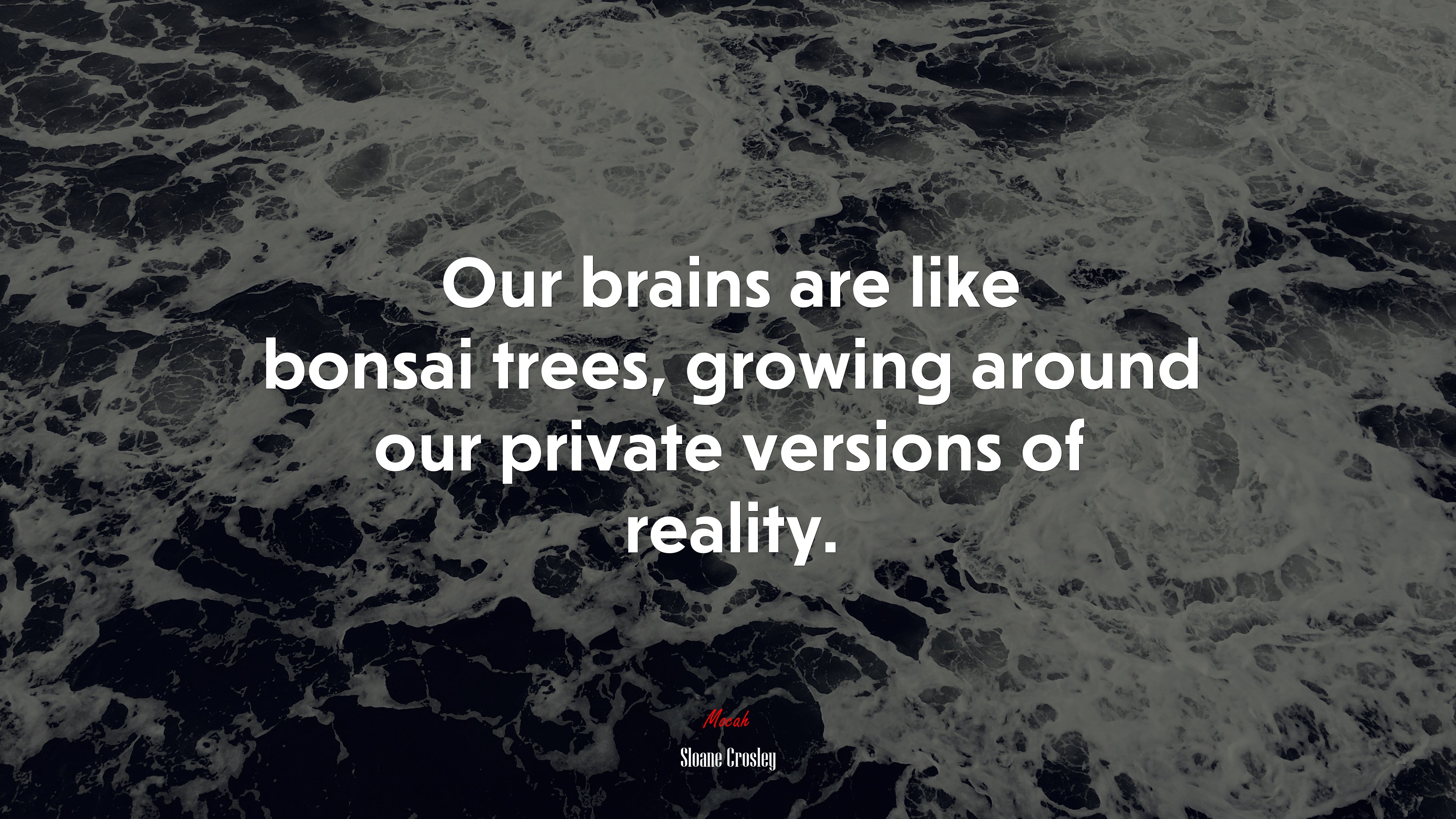 Our brains are like bonsai trees, growing around our private versions of reality. | Sloane Crosley quote HD Wallpaper