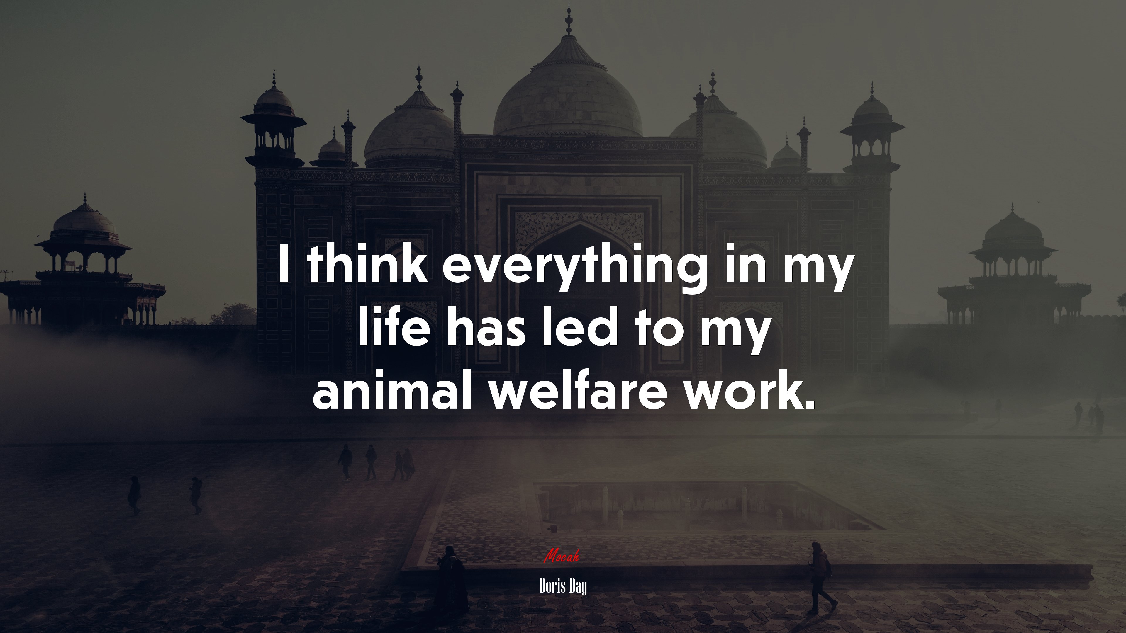 I think everything in my life has led to my animal welfare work. | Doris Day quote HD Wallpaper