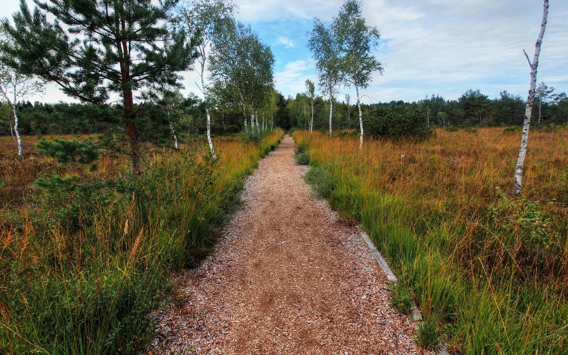 Path through a moorland with birch trees HD Wallpaper