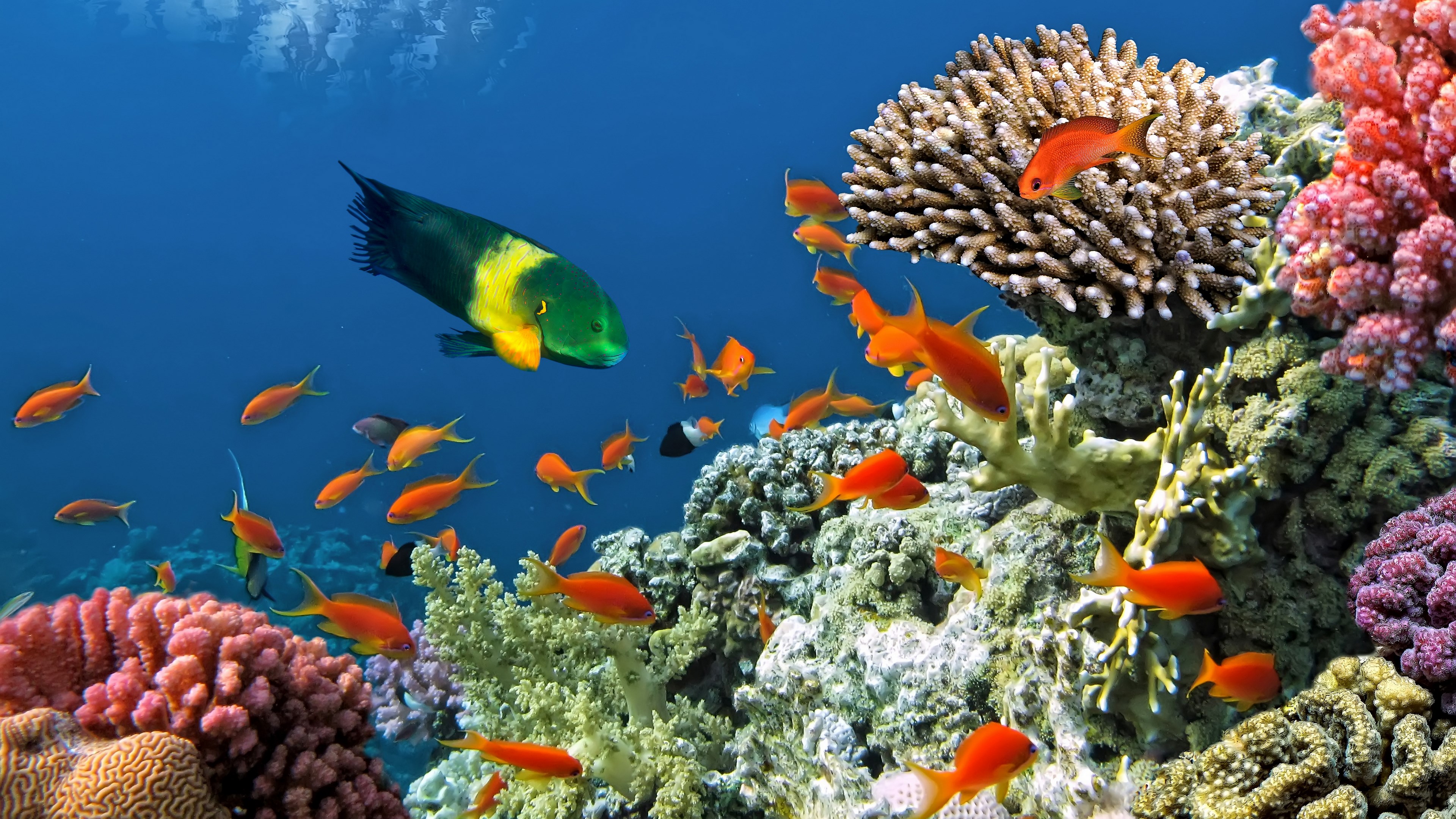 Underwater coral reef with various fish HD Wallpaper