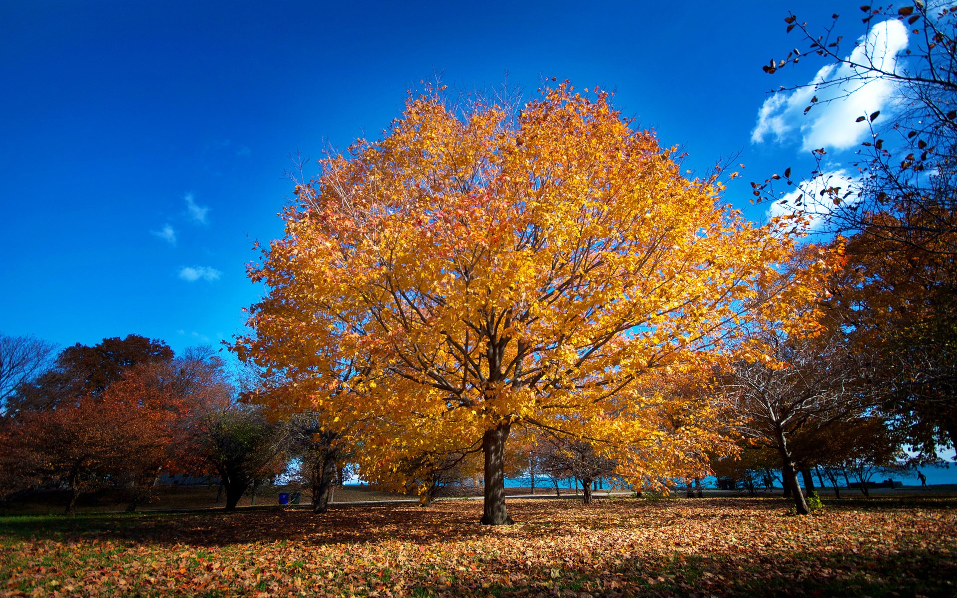 Autumn tree with yellow leaves in a park HD Wallpaper