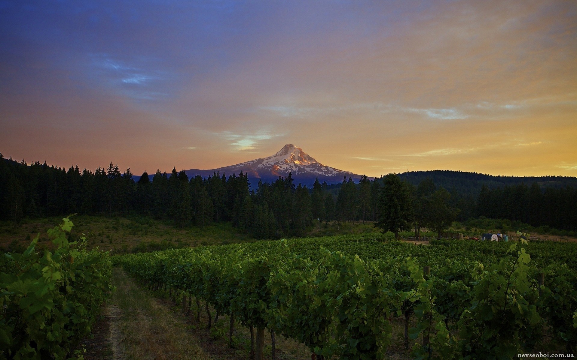 Vineyard with Mount Hood at Sunset HD Wallpaper