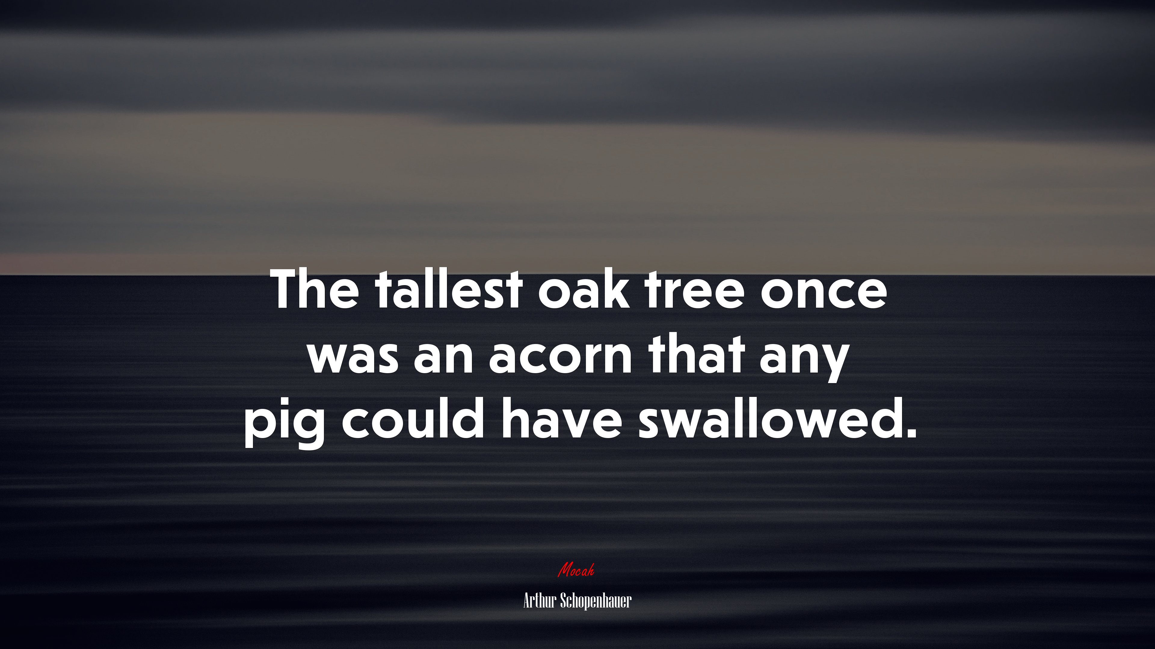 The tallest oak tree once was an acorn that any pig could have swallowed. | Arthur Schopenhauer quote HD Wallpaper