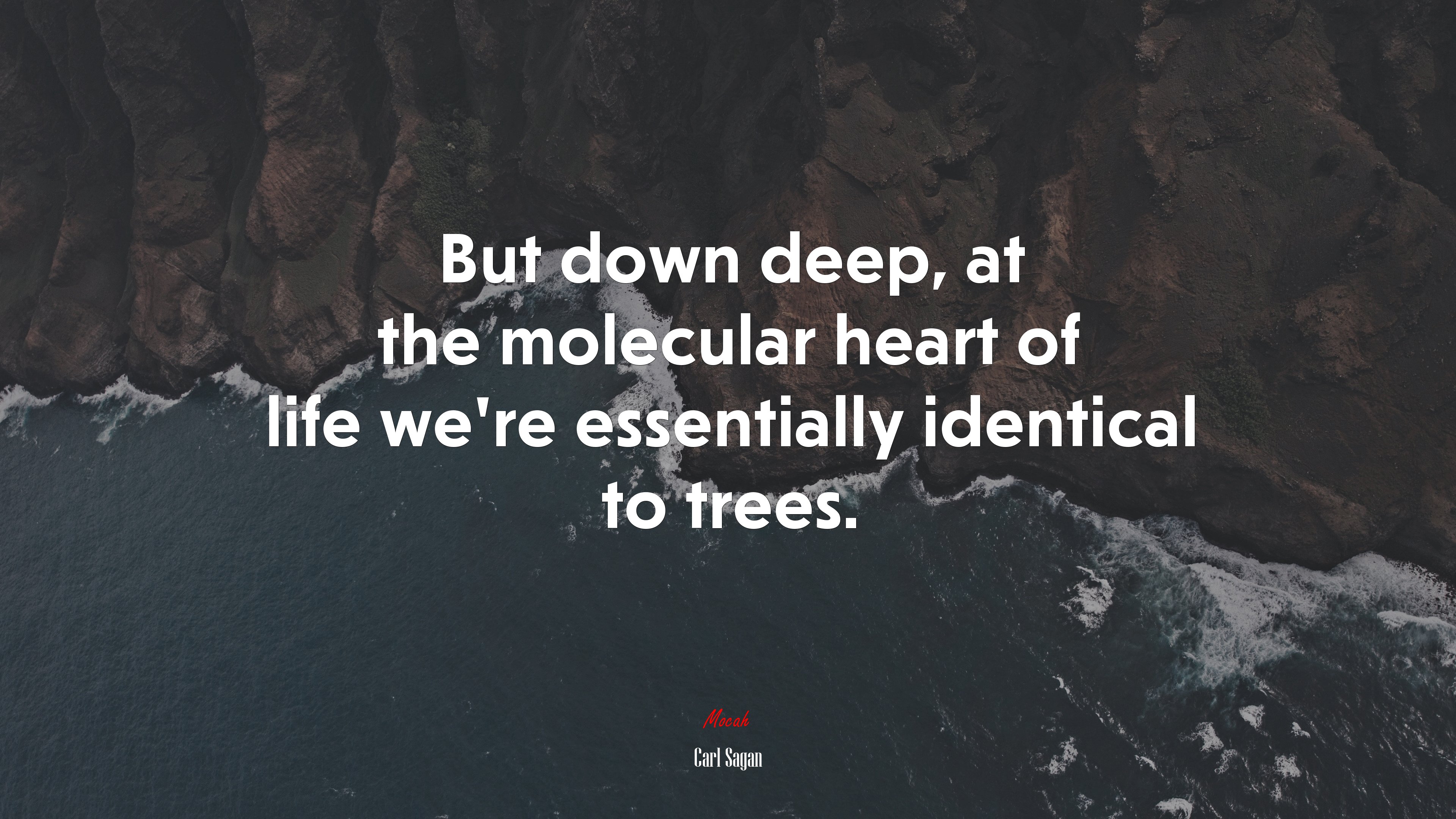 But down deep, at the molecular heart of life we’re essentially identical to trees. | Carl Sagan quote HD Wallpaper
