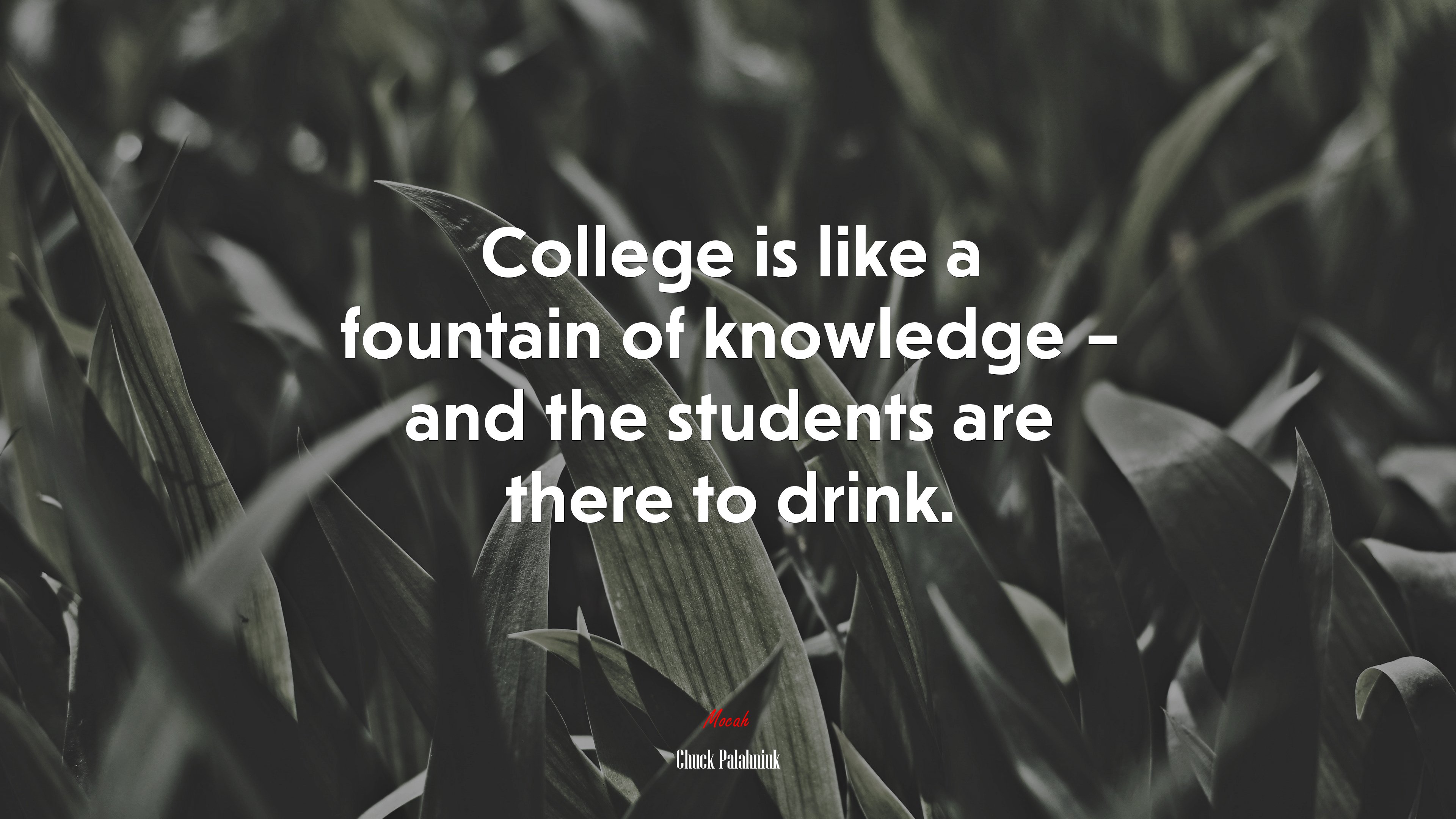 College is like a fountain of knowledge – and the students are there to drink. | Chuck Palahniuk quote HD Wallpaper