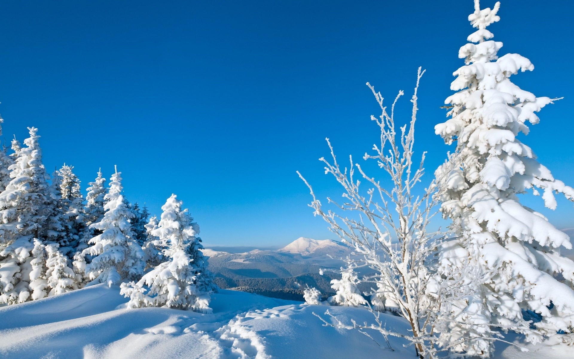 Snow-covered trees and mountains under a clear blue sky HD Wallpaper