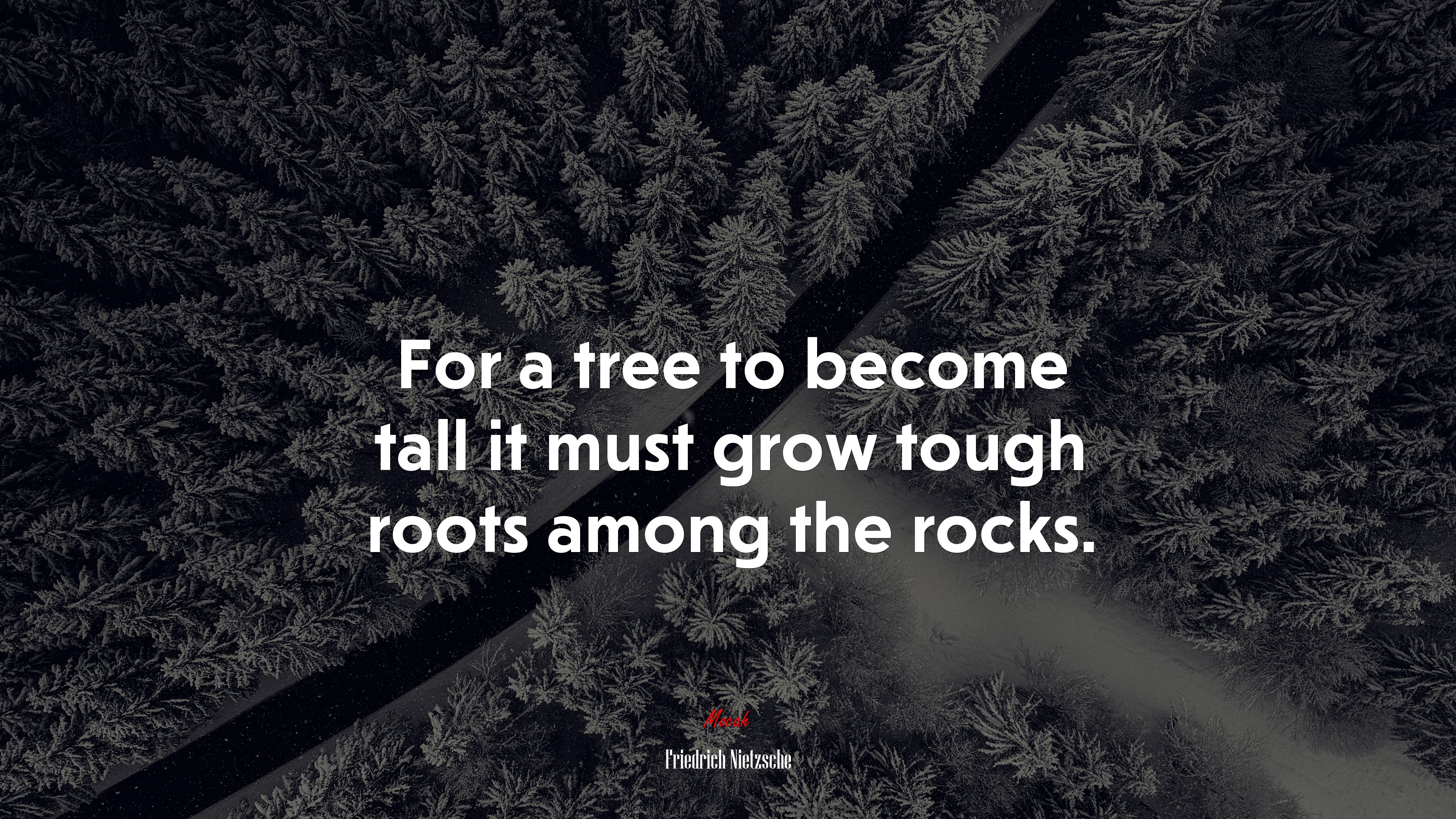 For a tree to become tall it must grow tough roots among the rocks. | Friedrich Nietzsche quote HD Wallpaper