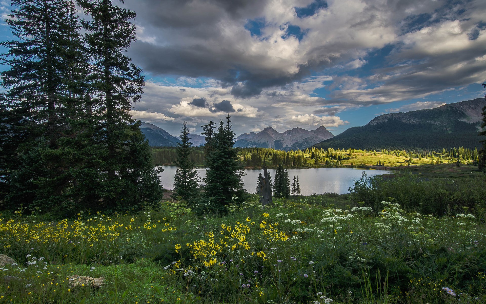 Mountain lake with wildflowers and pine trees HD Wallpaper