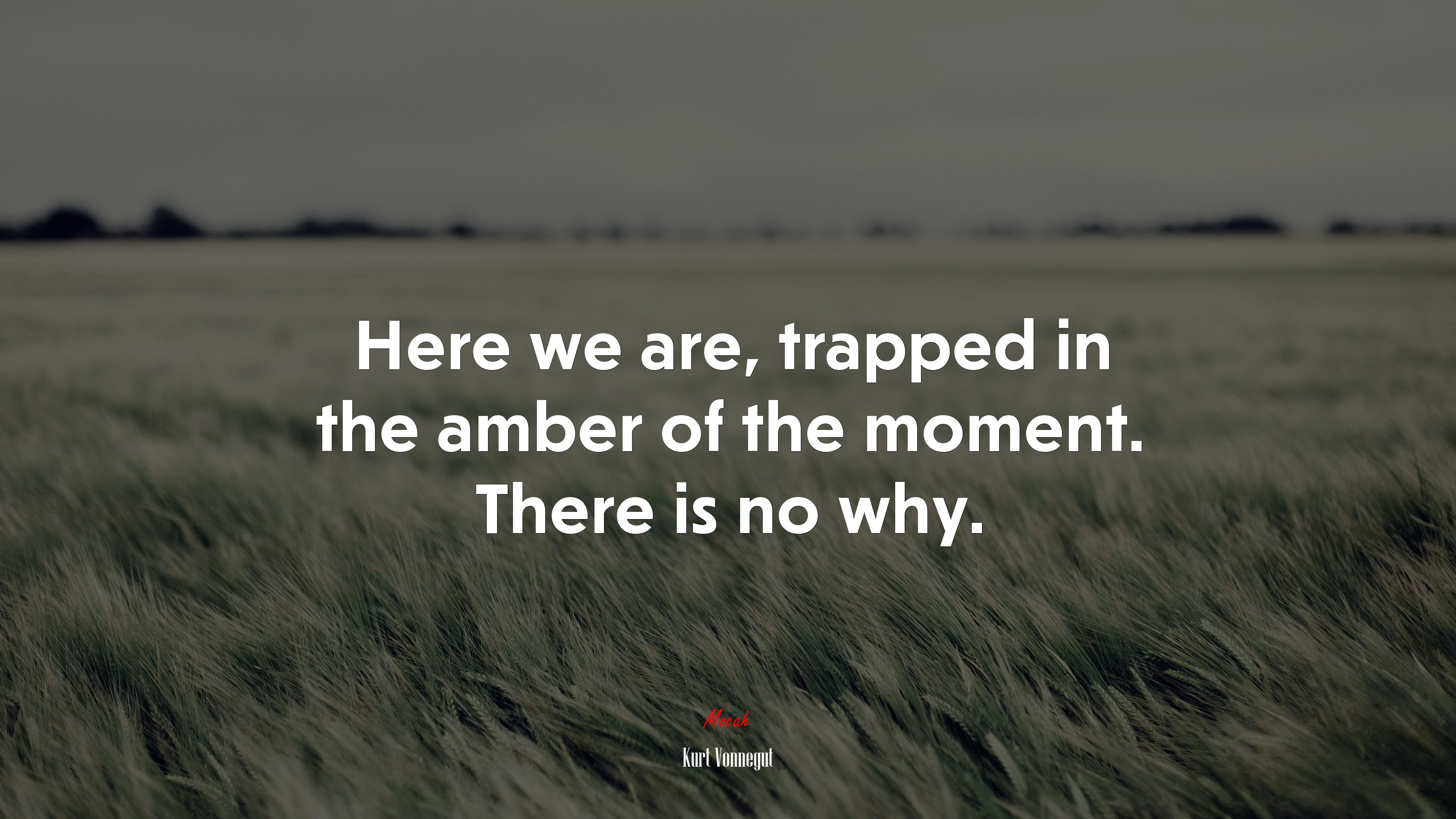 Here we are, trapped in the amber of the moment. There is no why. | Kurt Vonnegut quote HD Wallpaper