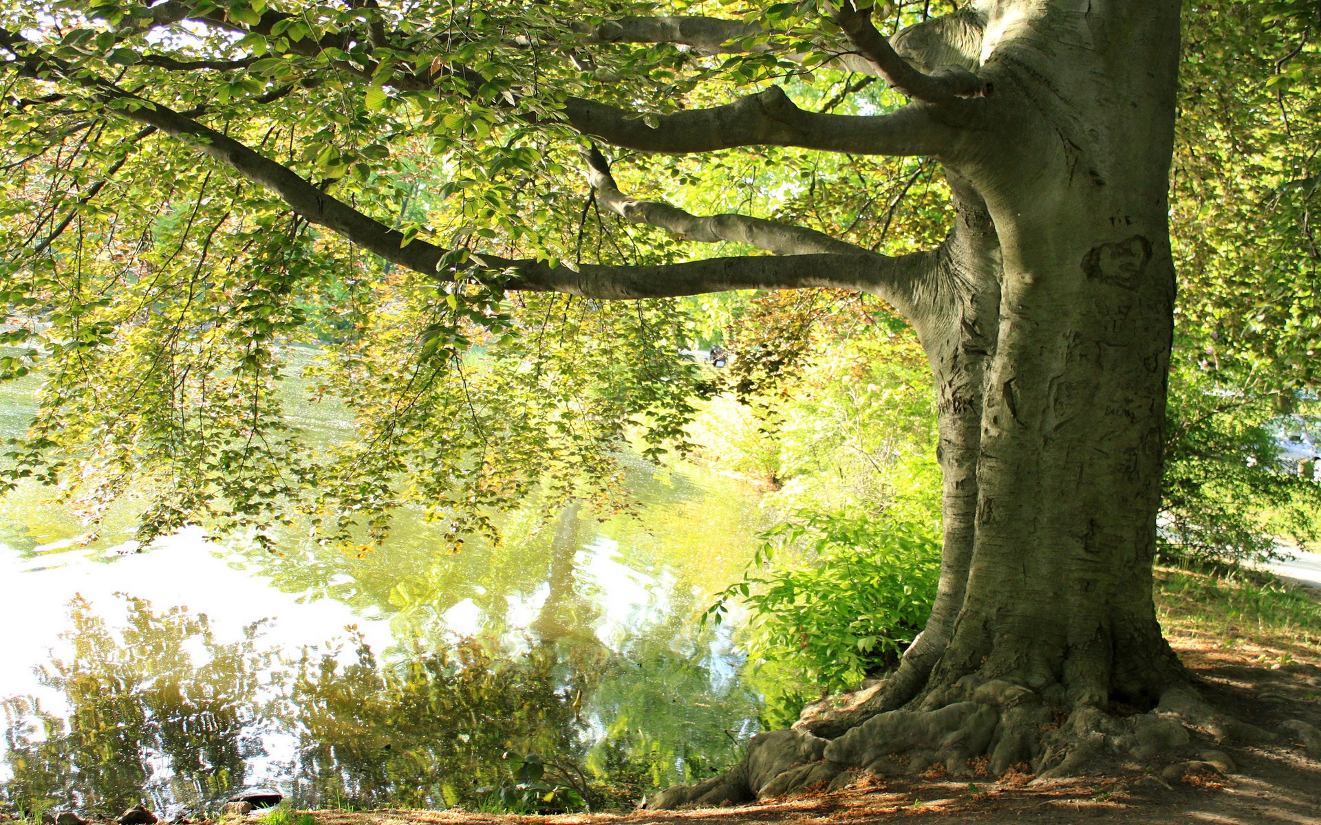 Large tree by a reflective body of water HD Wallpaper