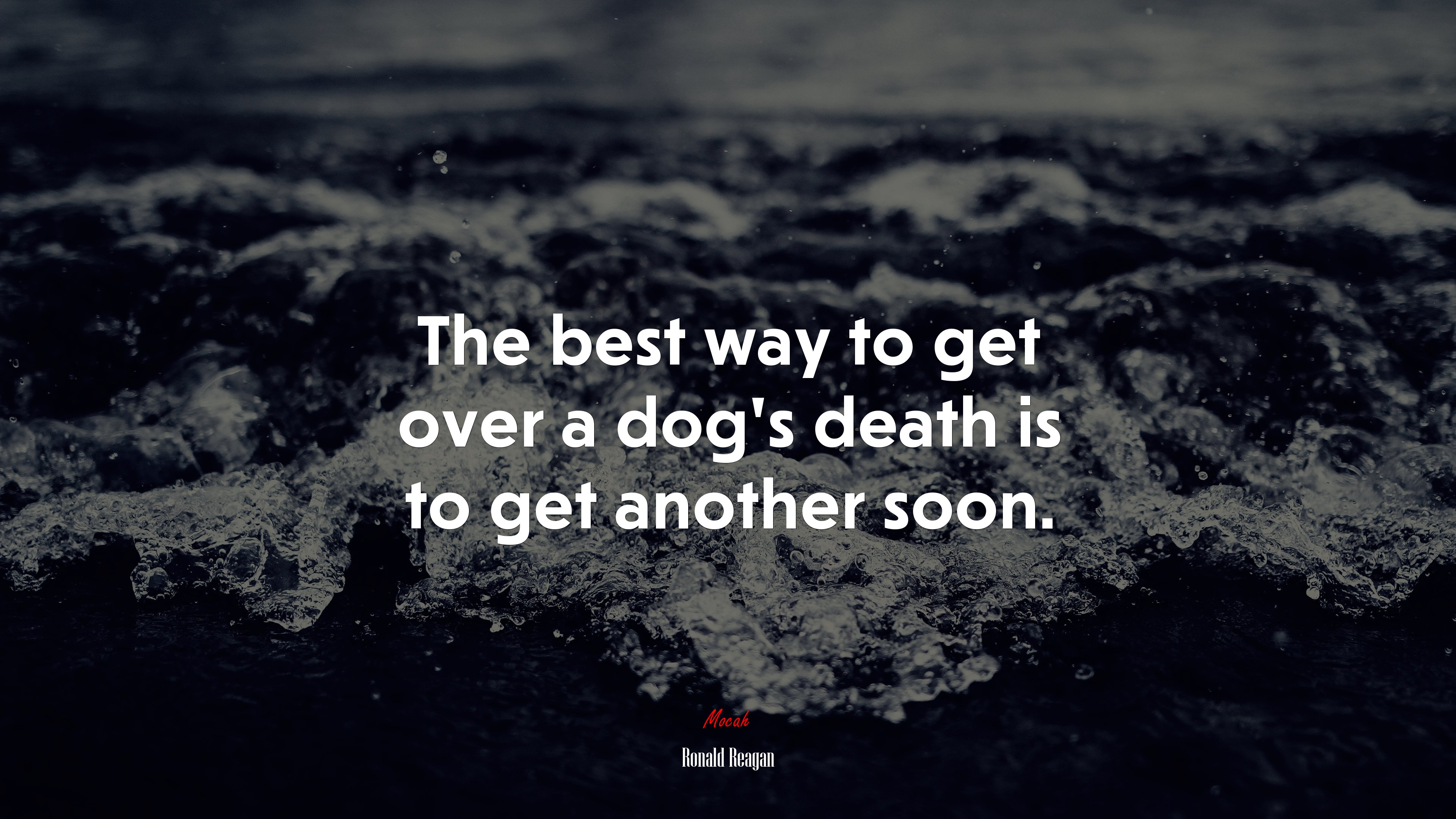 The best way to get over a dog’s death is to get another soon. | Ronald Reagan quote HD Wallpaper
