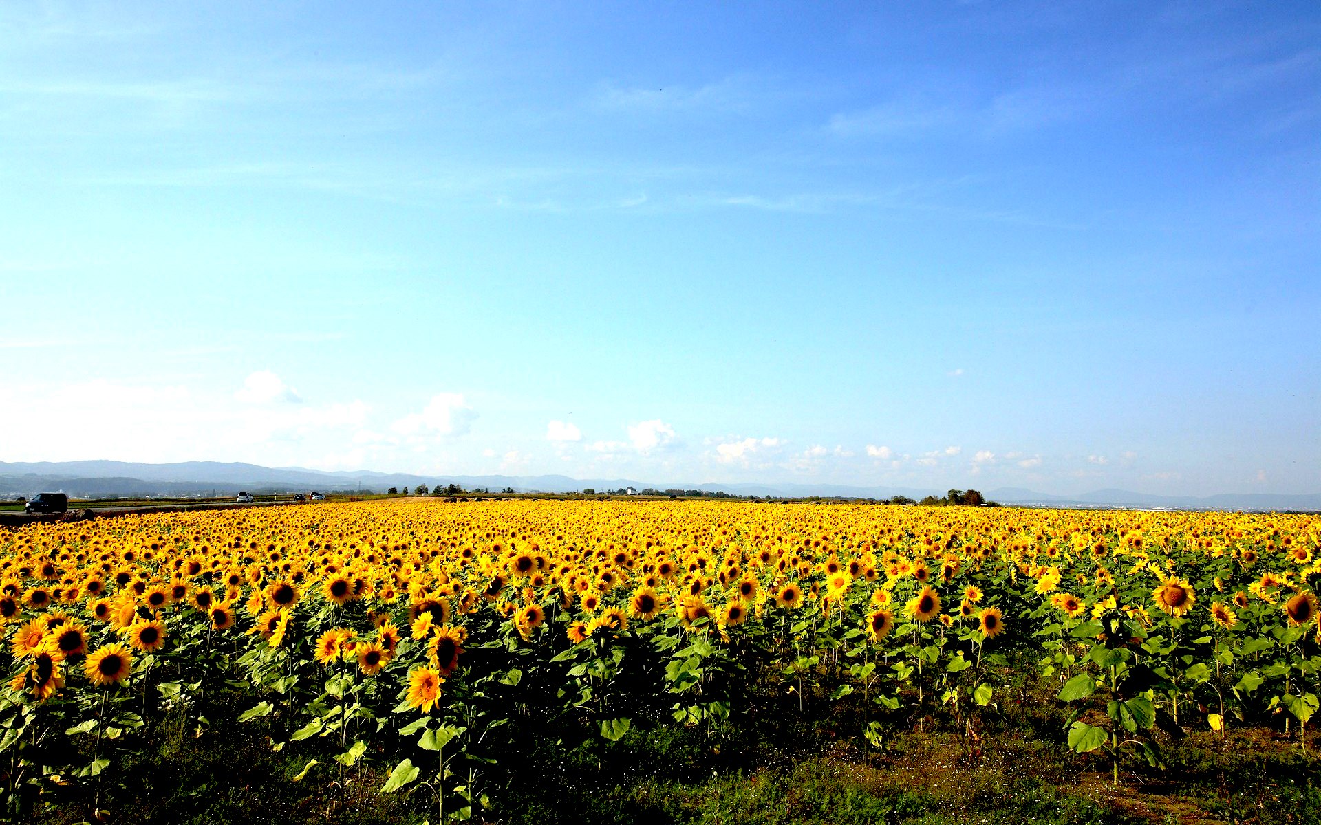 Field of sunflowers under a blue sky HD Wallpaper