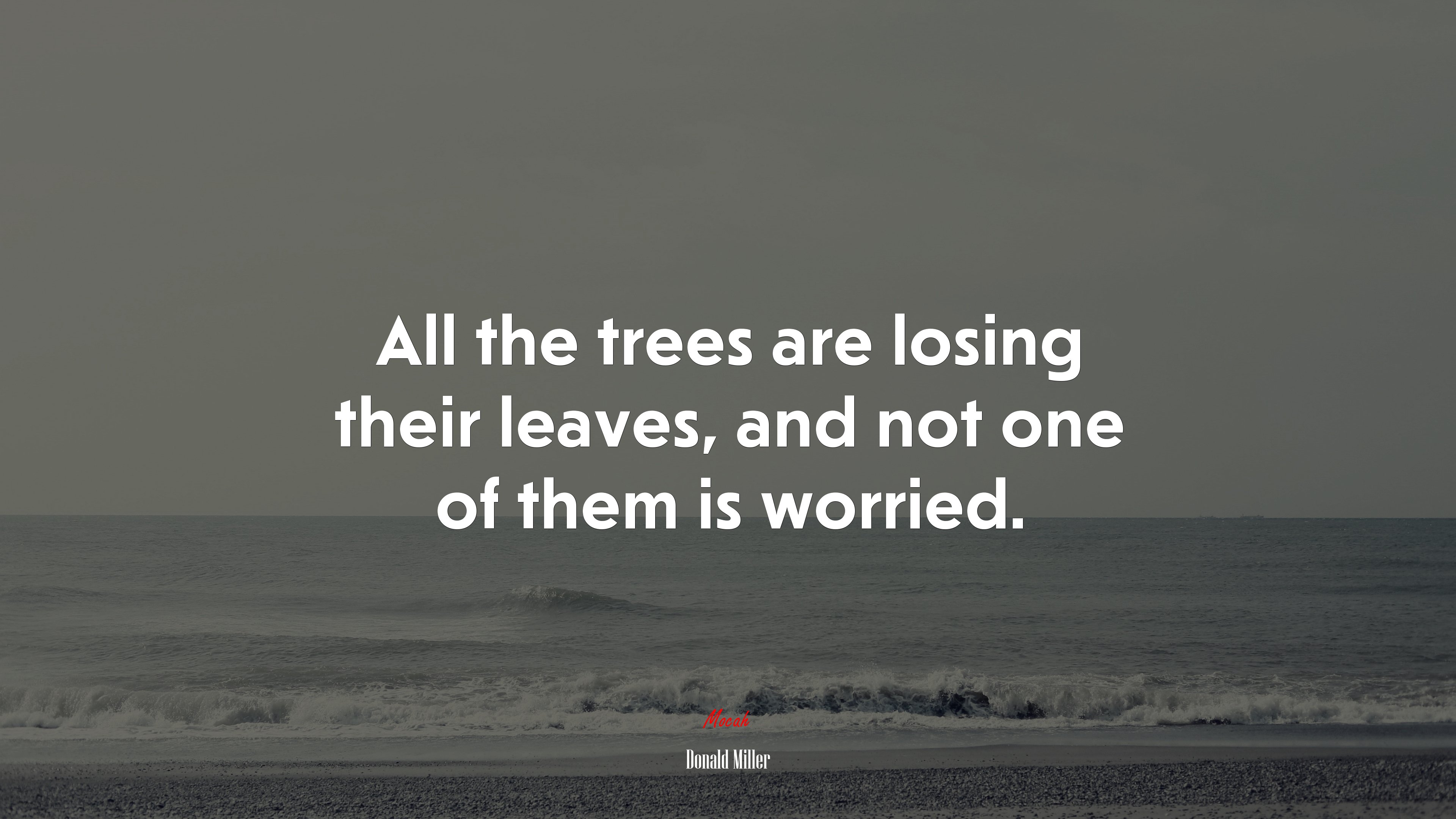 All the trees are losing their leaves, and not one of them is worried. | Donald Miller quote HD Wallpaper