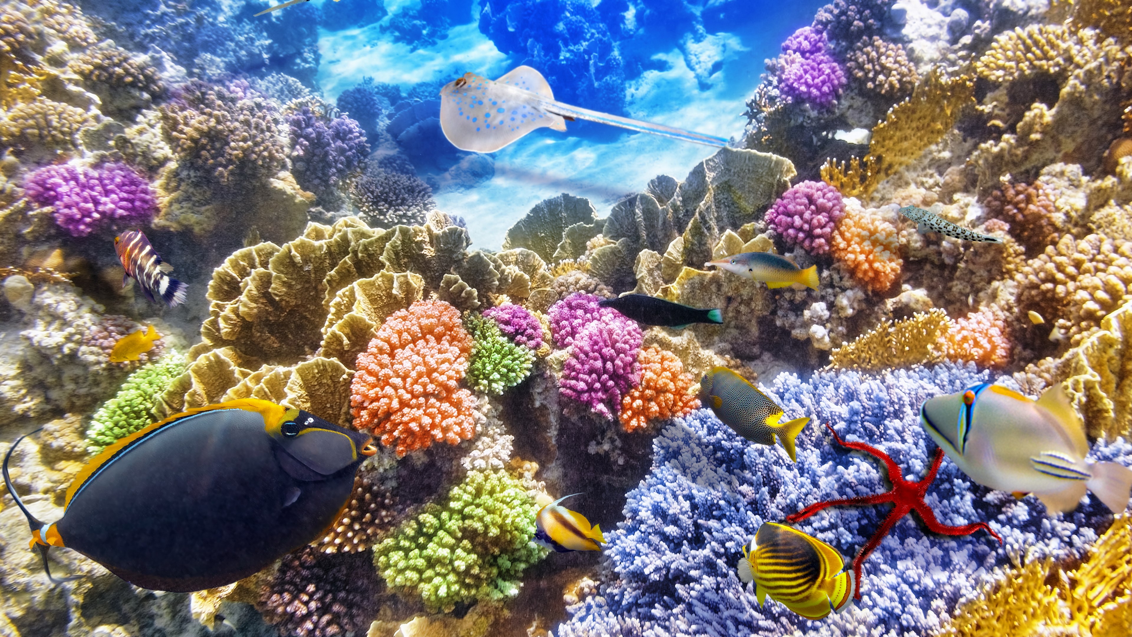 Underwater coral reef with various fish and a stingray HD Wallpaper