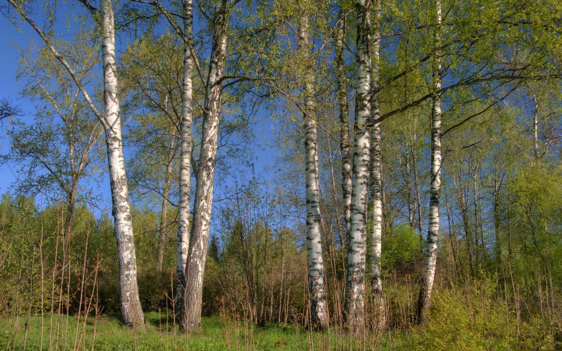 Birch trees in a forest with a blue sky HD Wallpaper