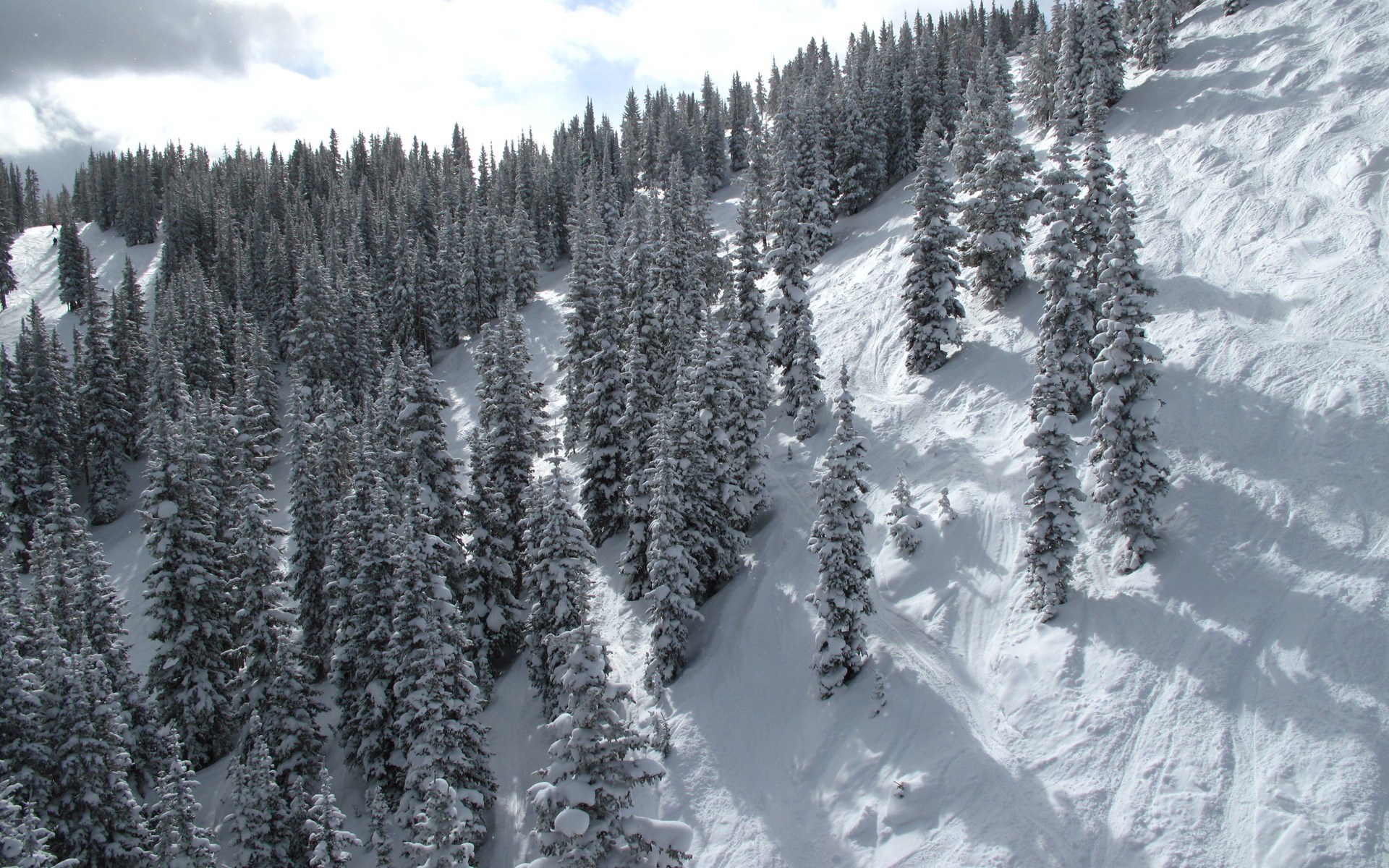 Snowy mountain slope with evergreen trees HD Wallpaper