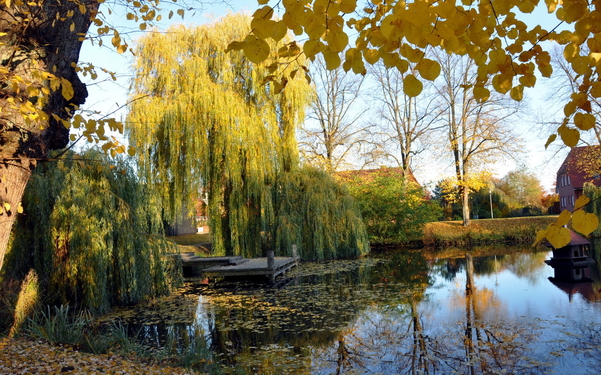 Autumn scene with weeping willow trees by a pond HD Wallpaper