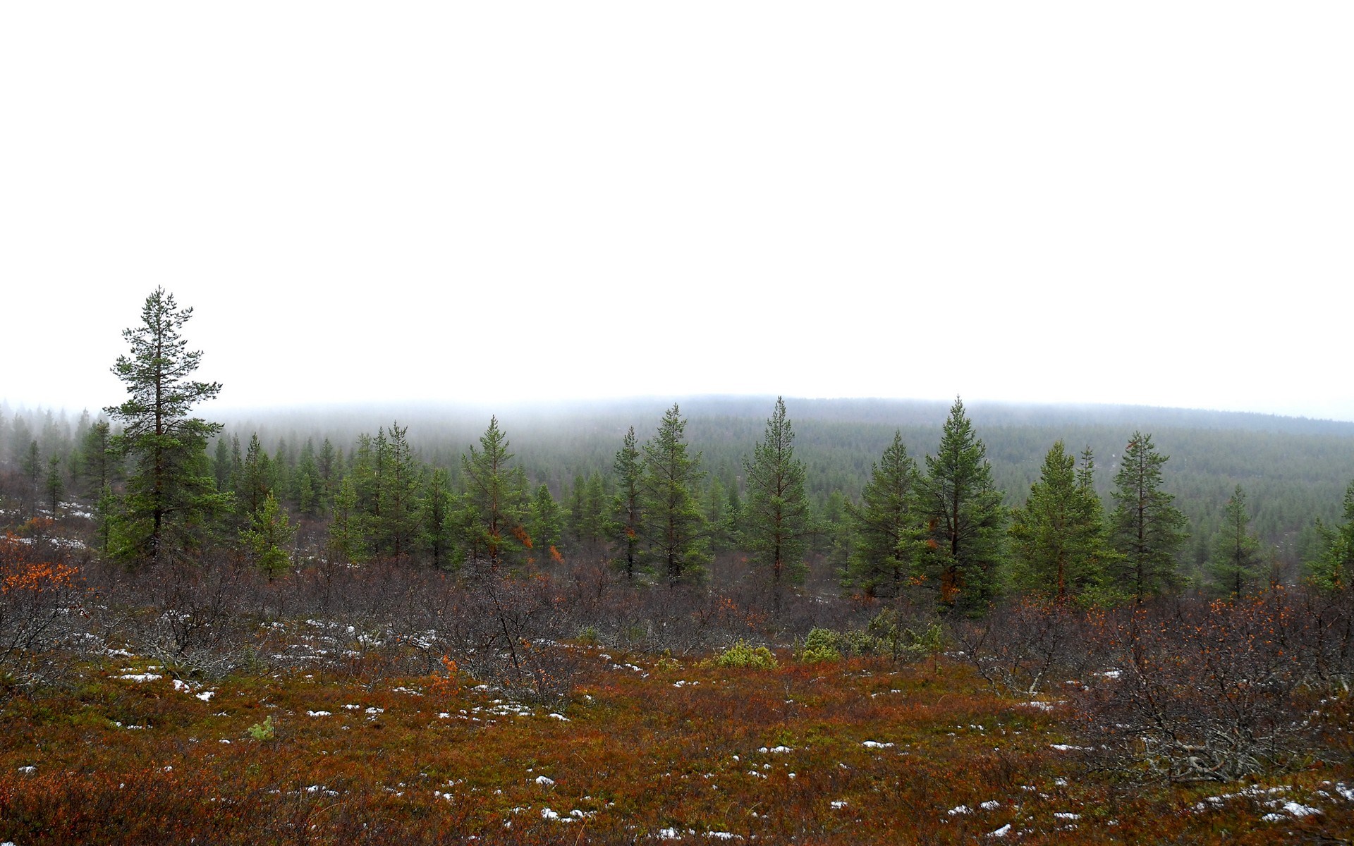 Misty forest landscape with pine trees and autumn ground cover HD Wallpaper