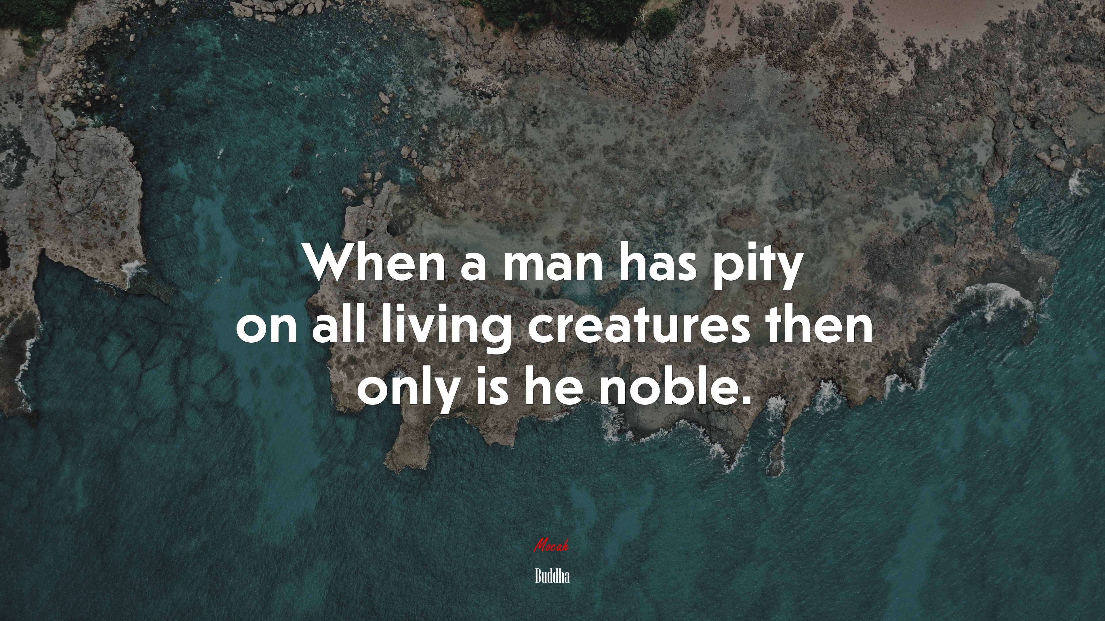 When a man has pity on all living creatures then only is he noble. | Buddha quote HD Wallpaper