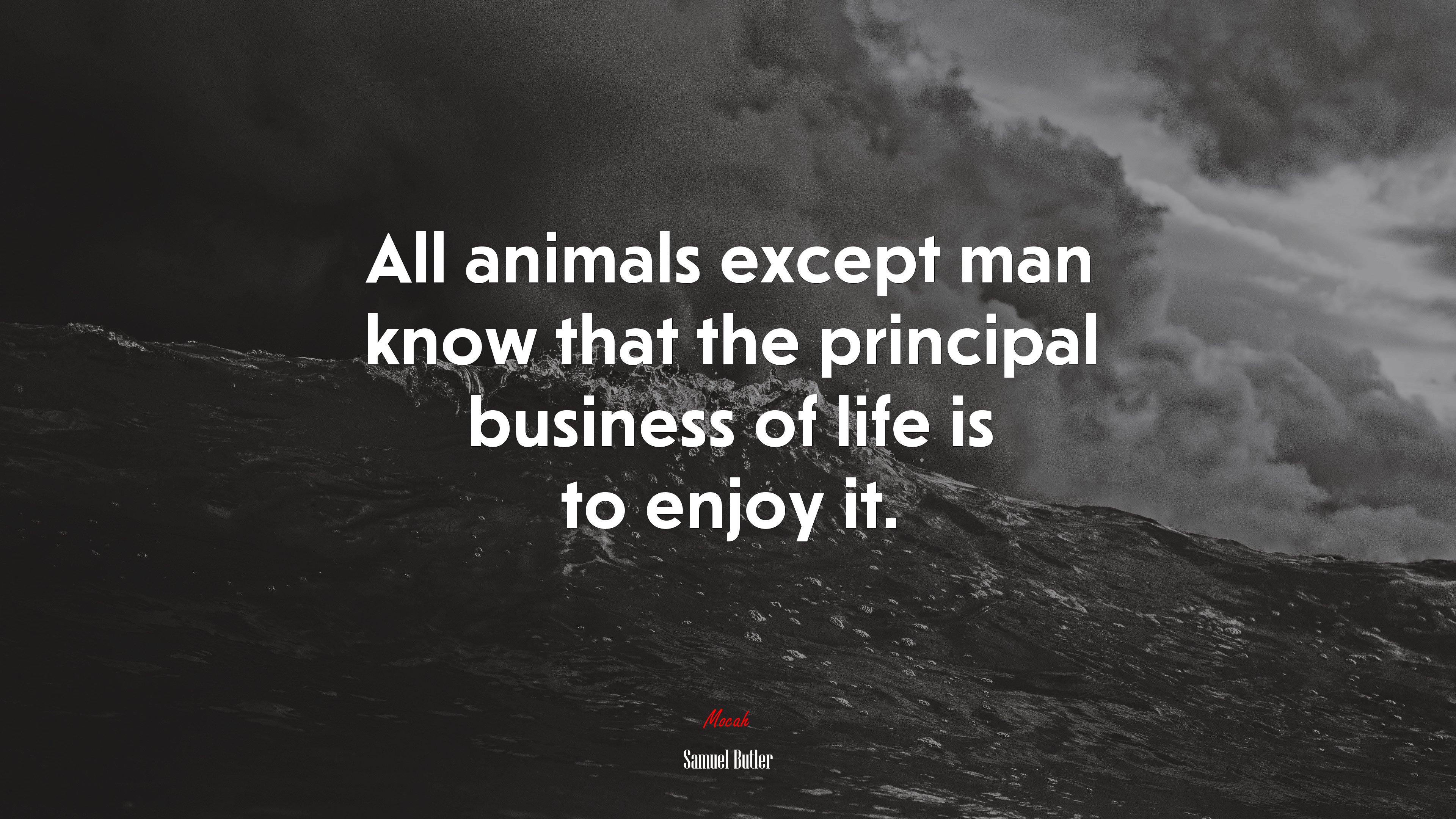 All animals except man know that the principal business of life is to enjoy it. | Samuel Butler quote HD Wallpaper