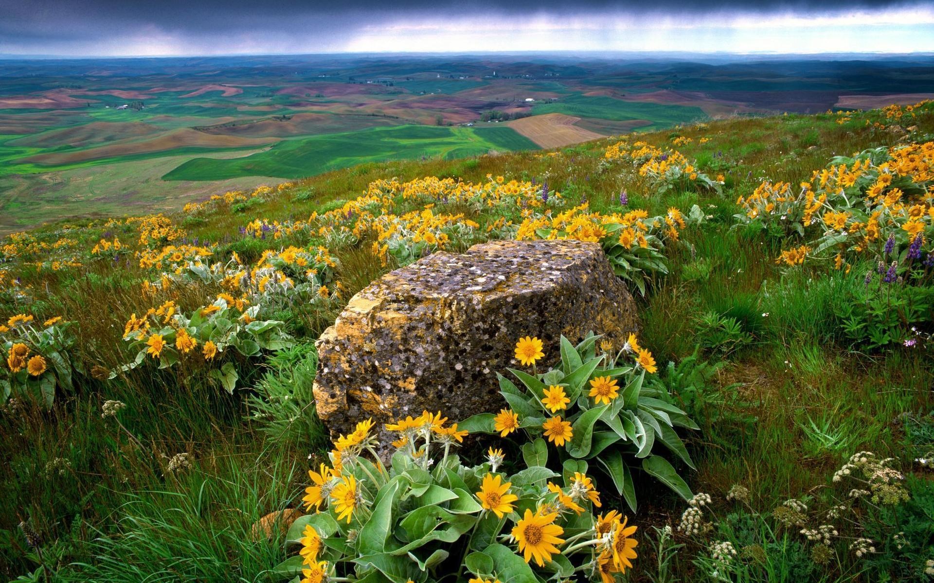 Rolling hills with wildflowers and a large rock HD Wallpaper