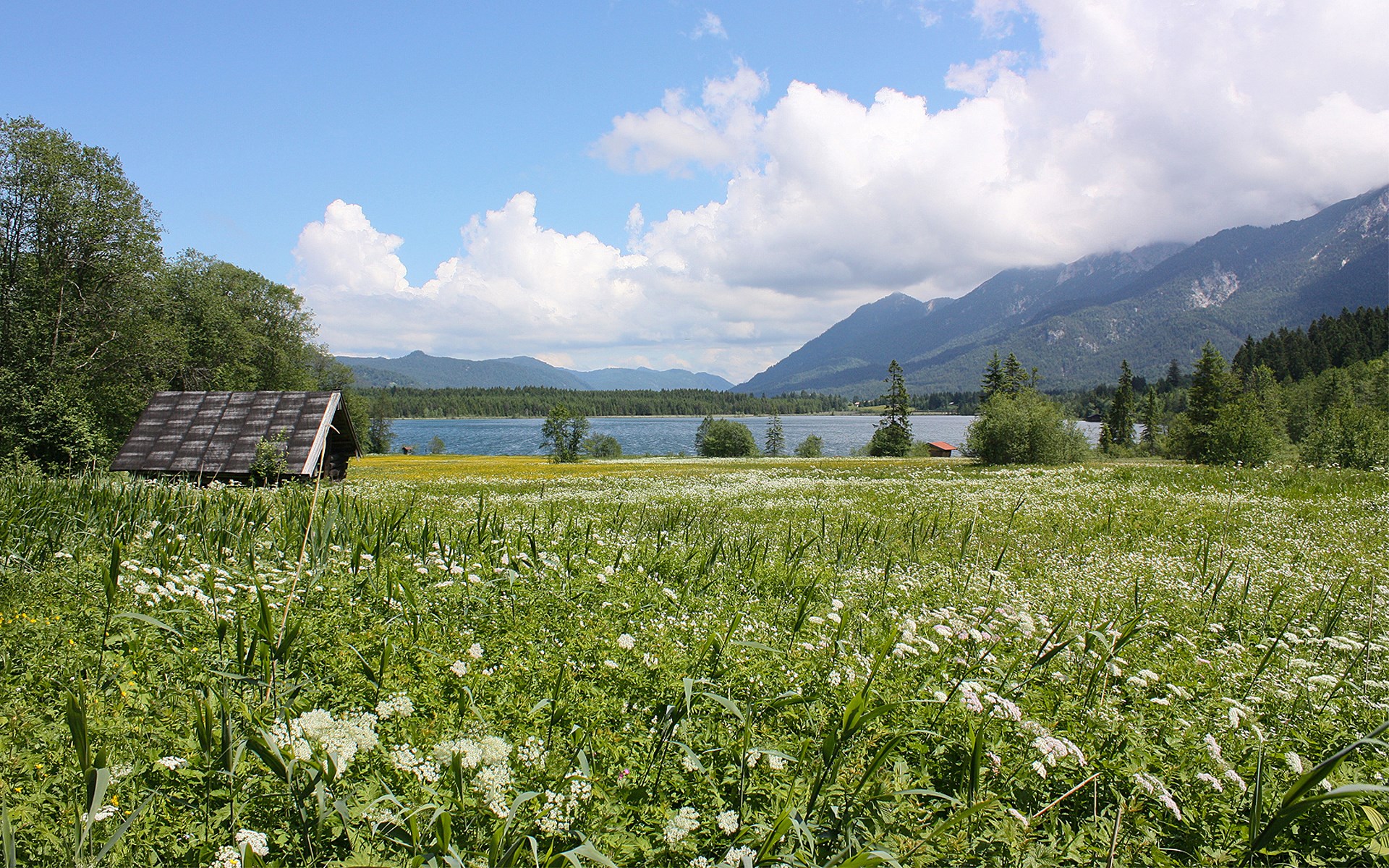 Meadow with wildflowers, lake, and mountains HD Wallpaper