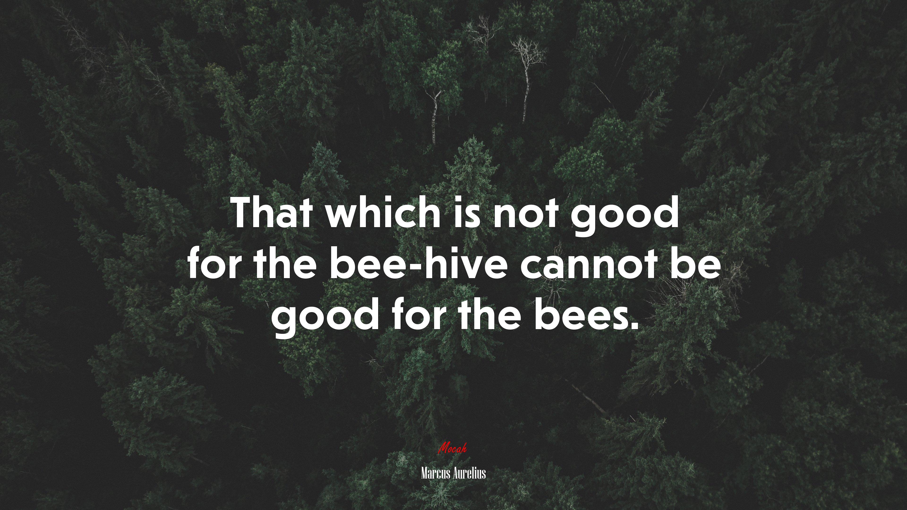 That which is not good for the bee-hive cannot be good for the bees. | Marcus Aurelius quote HD Wallpaper