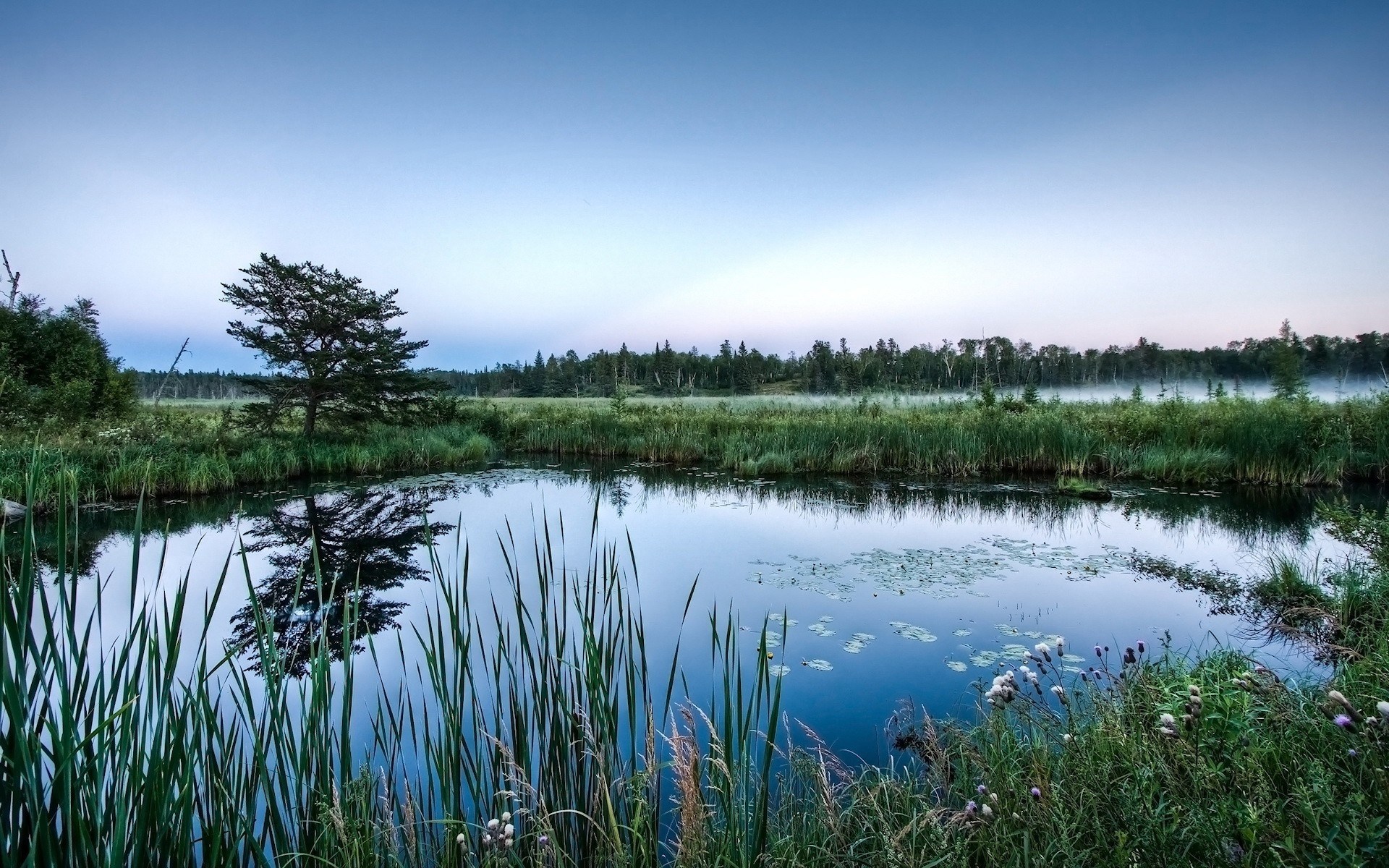 Tranquil lake with reeds and trees at dawn HD Wallpaper