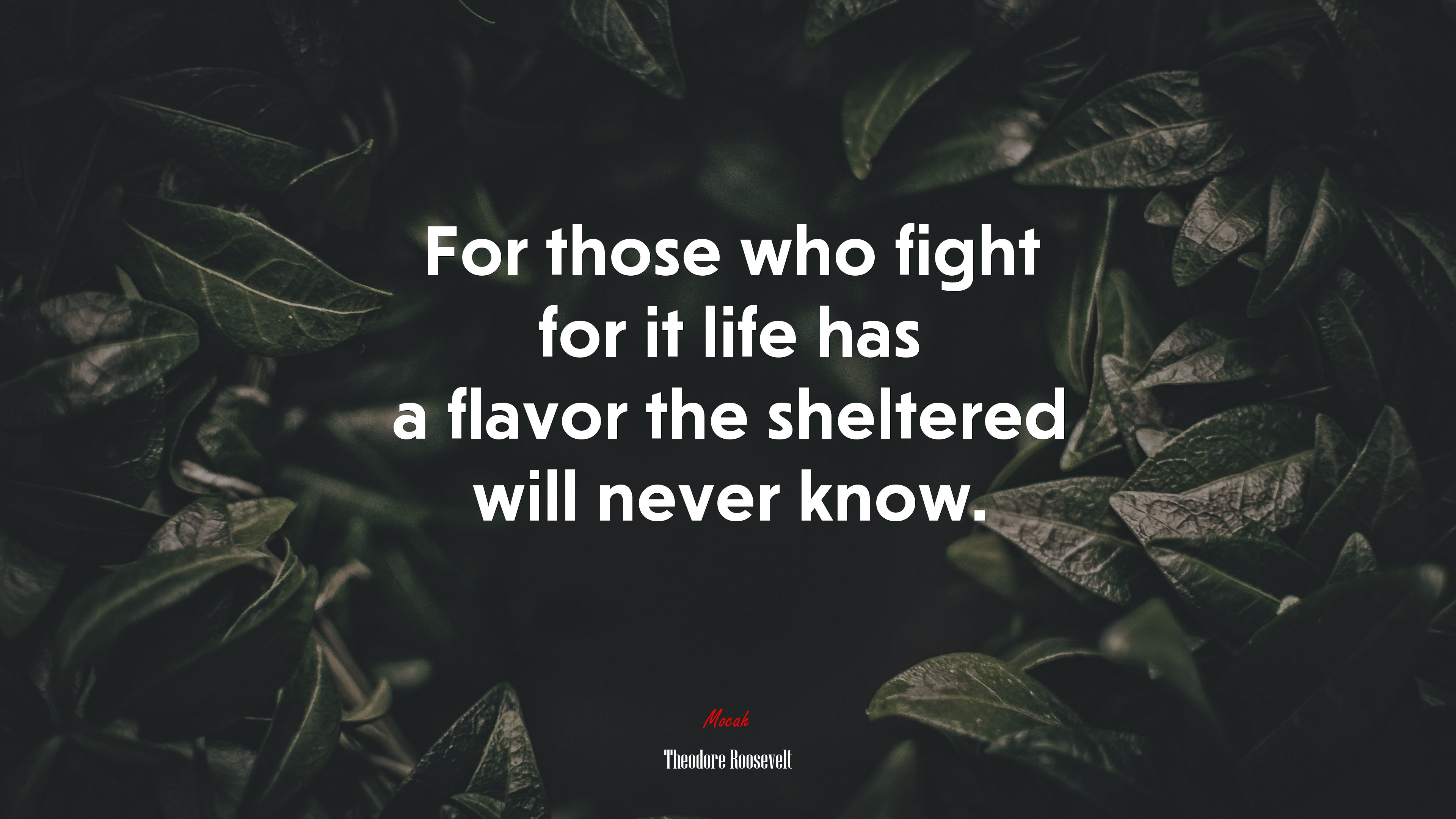 For those who fight for it life has a flavor the sheltered will never know. | Theodore Roosevelt quote HD Wallpaper