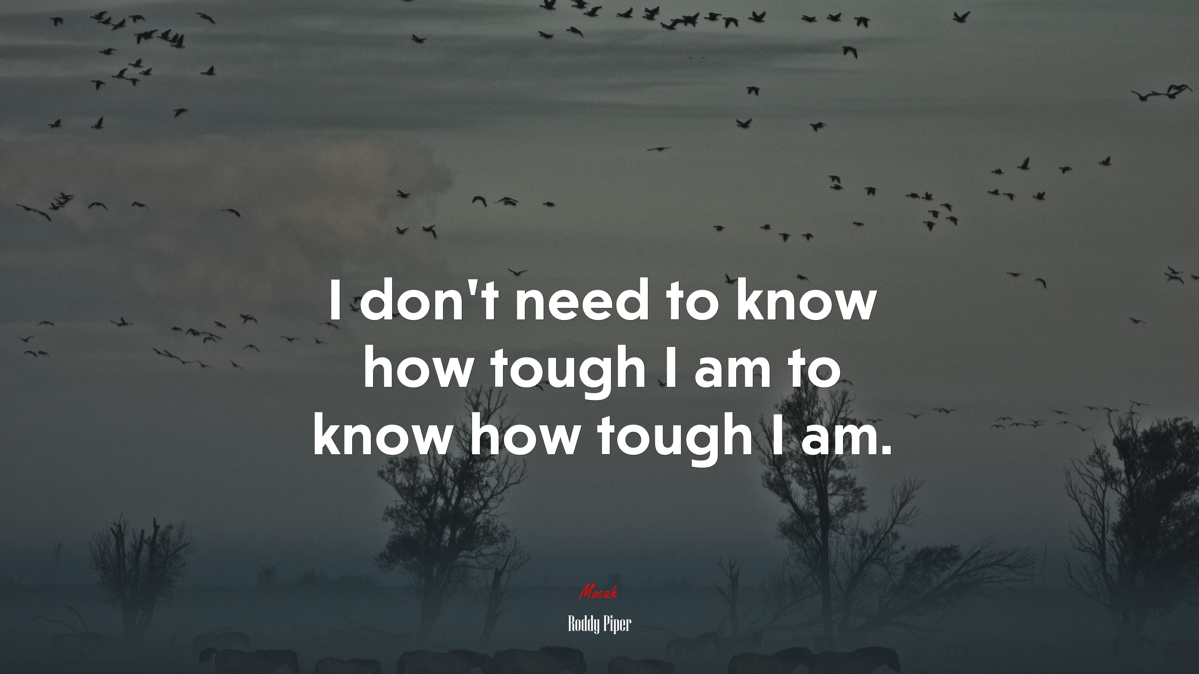 I don’t need to know how tough I am to know how tough I am. | Roddy Piper quote HD Wallpaper