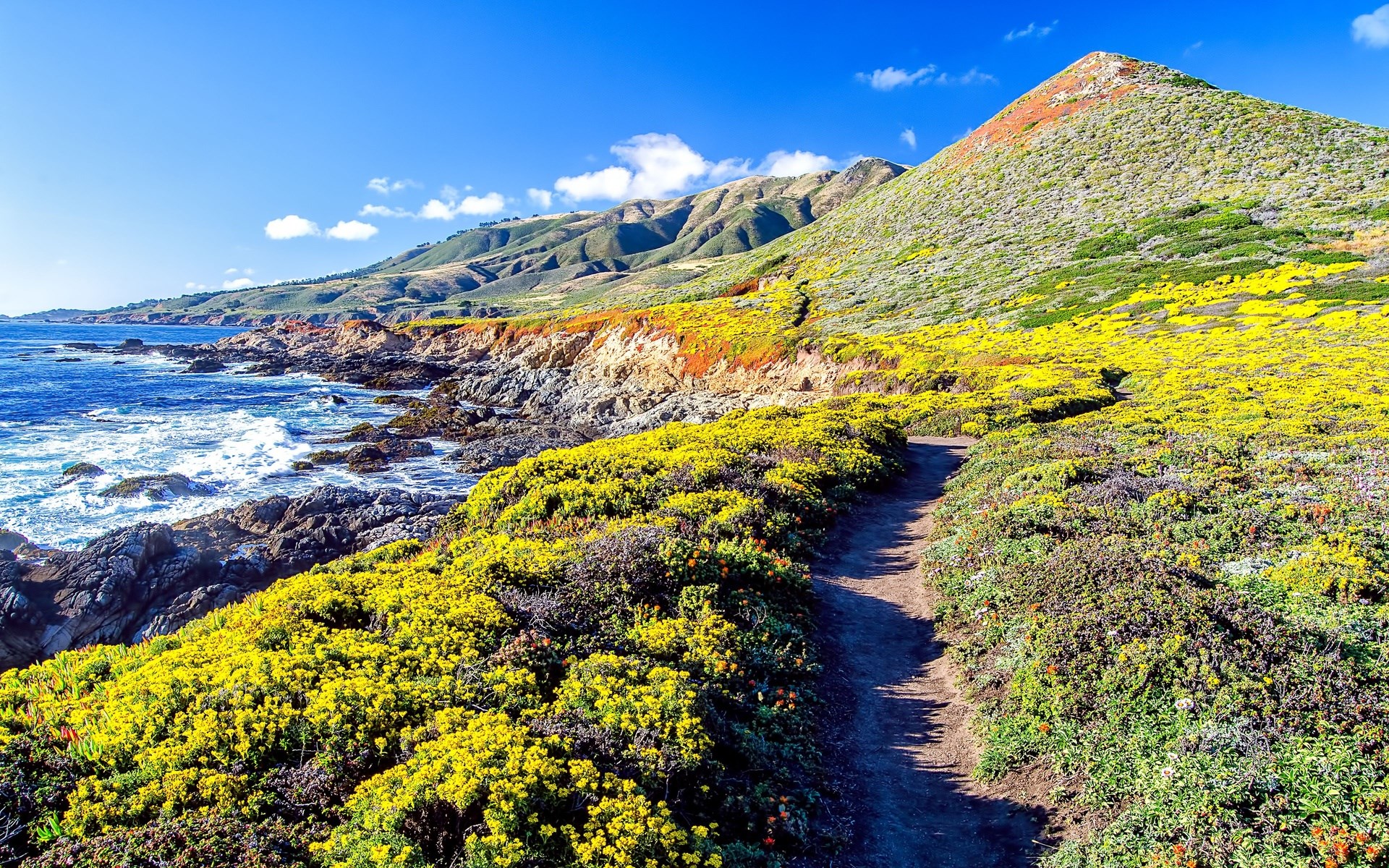 Coastal trail with yellow wildflowers and mountains HD Wallpaper